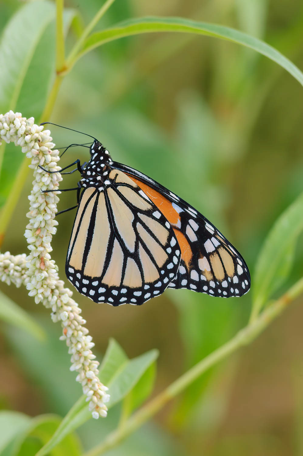 Monarch (Danaus plexippus)