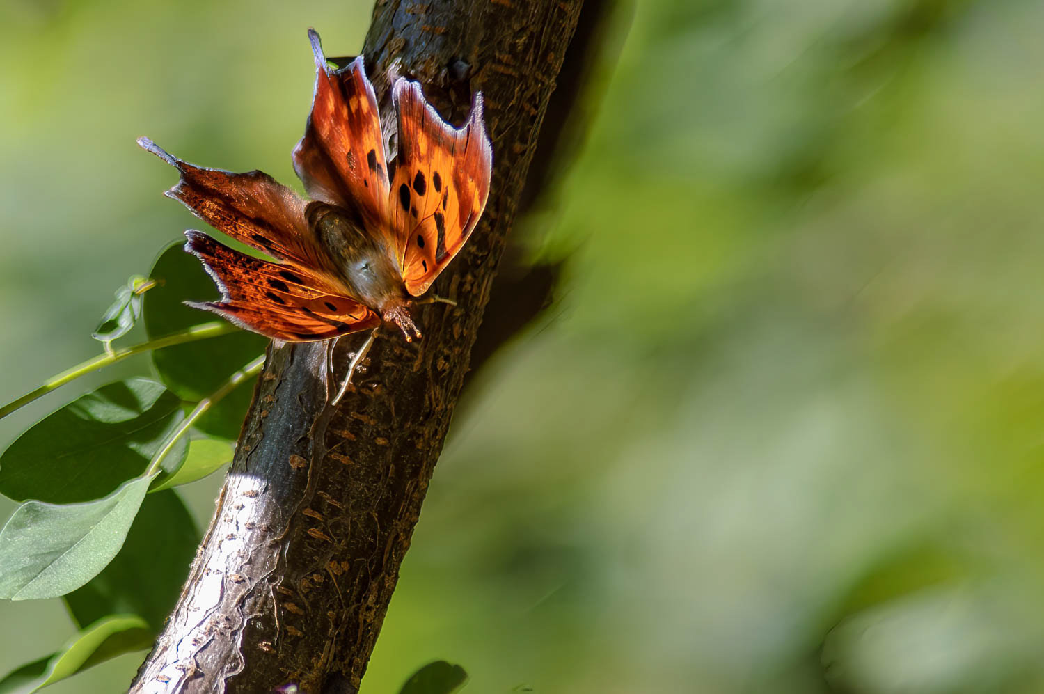 Question Mark Butterfly (Polygonia interrogationis)
