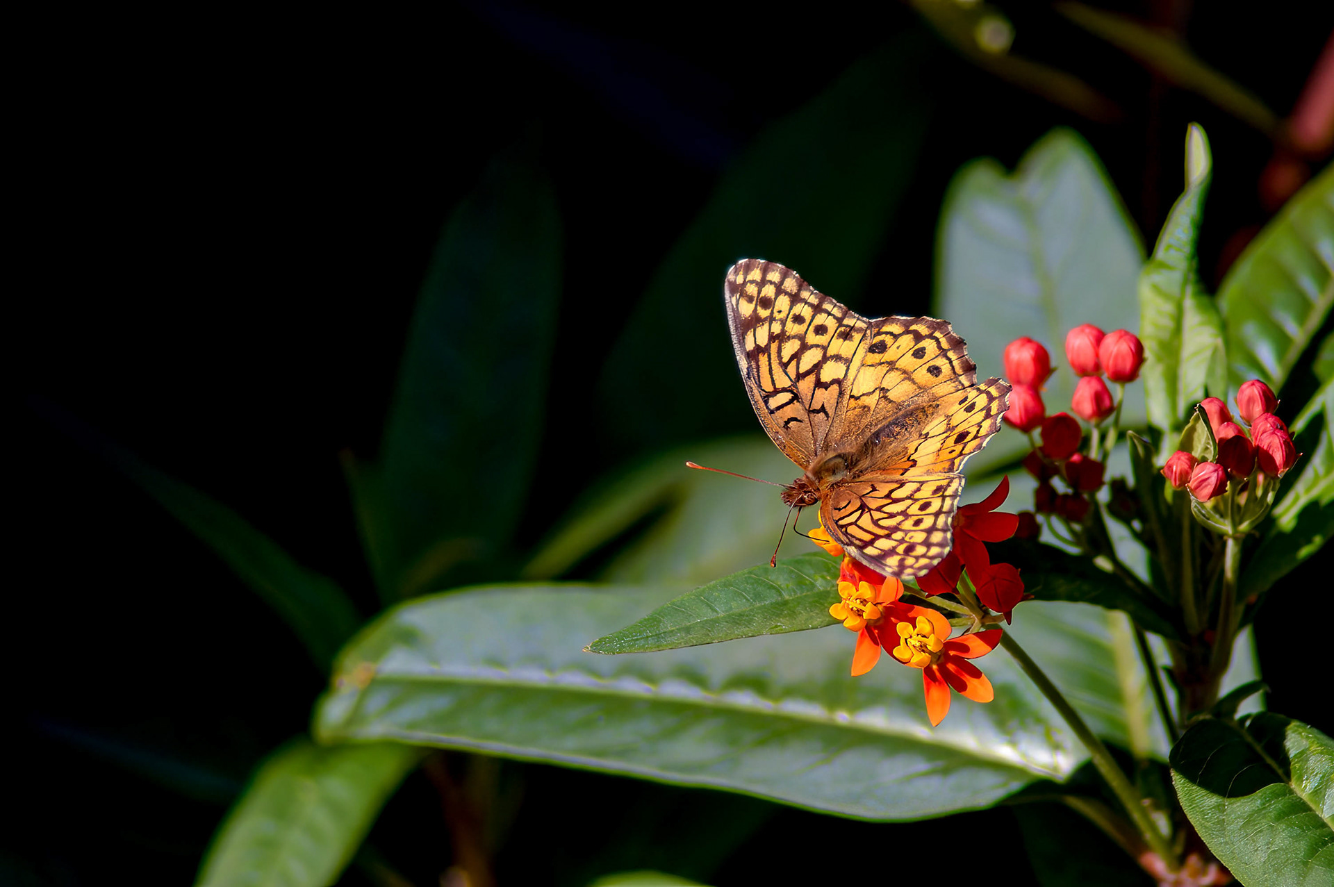Variegated Fritillary