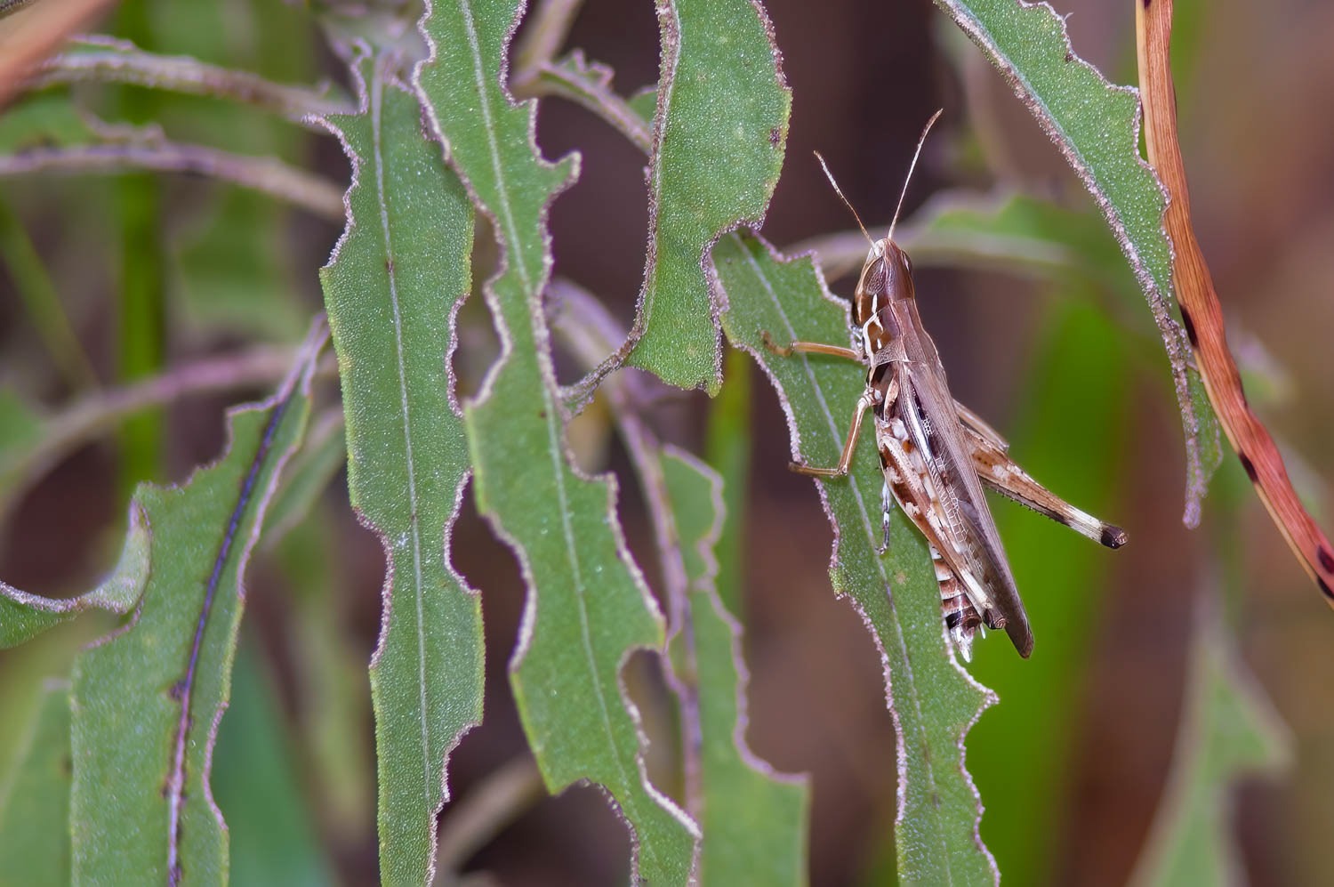 Admirable Grasshopper (Syrbula admirabilis)