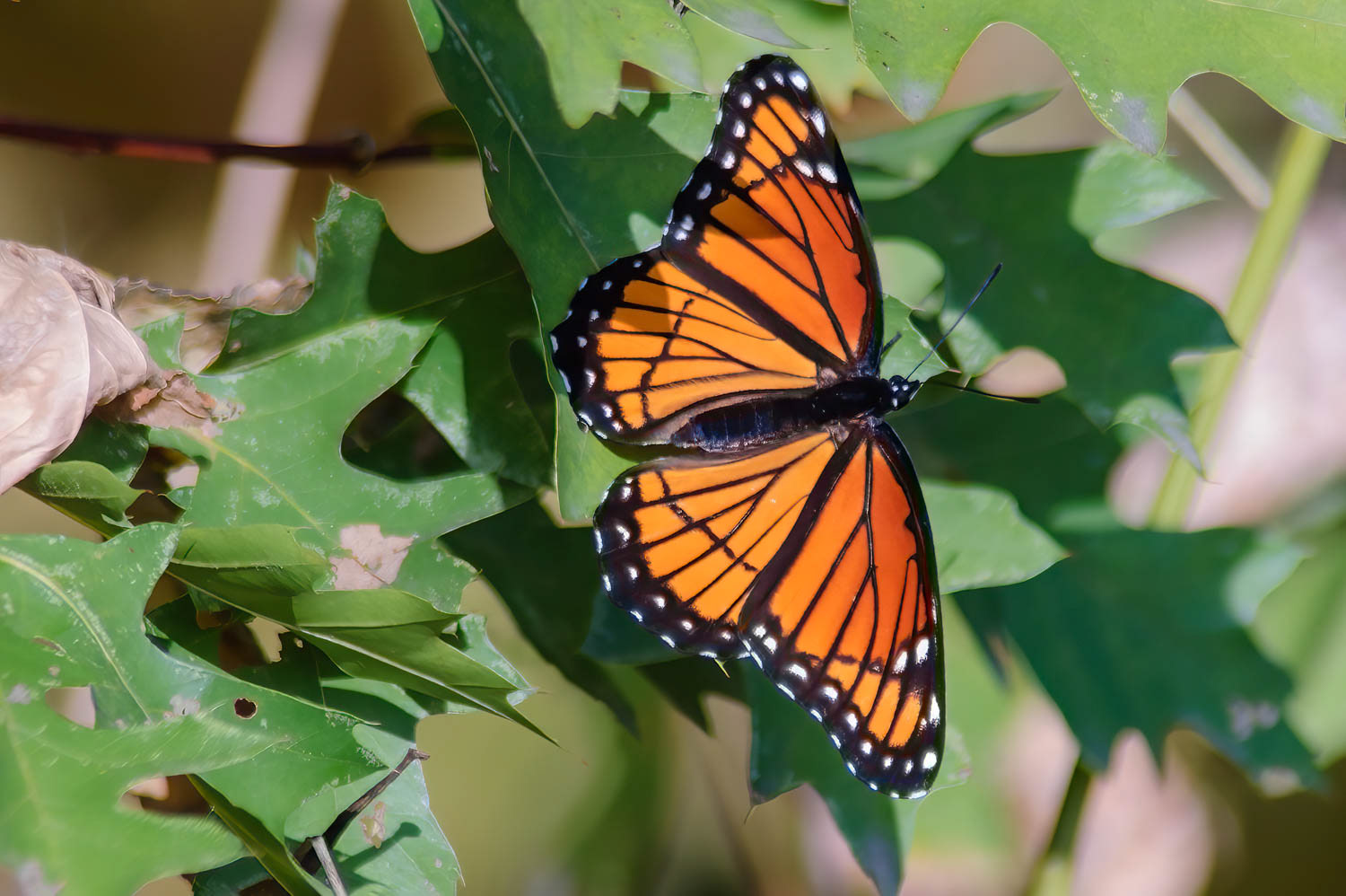Viceroy (Limenotis archippus)