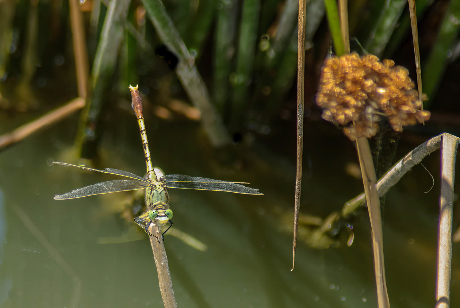 Jade Clubtail (Arigomphus submedianus)