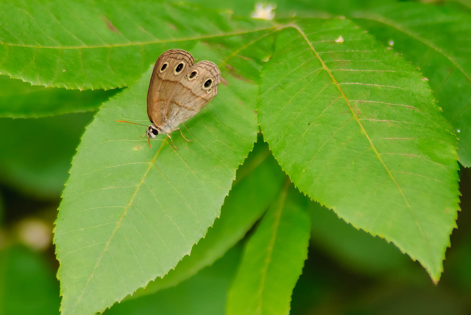 Little Wood Satyr (Megisto cymala)