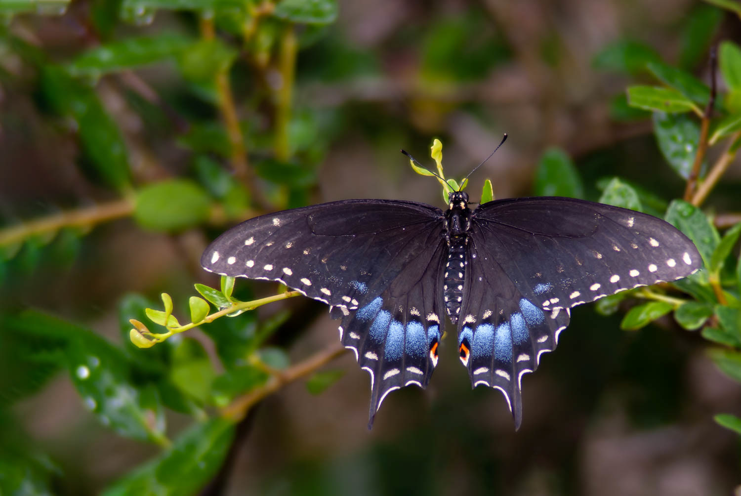 Black Swallowtail (Papilio polyxenes)