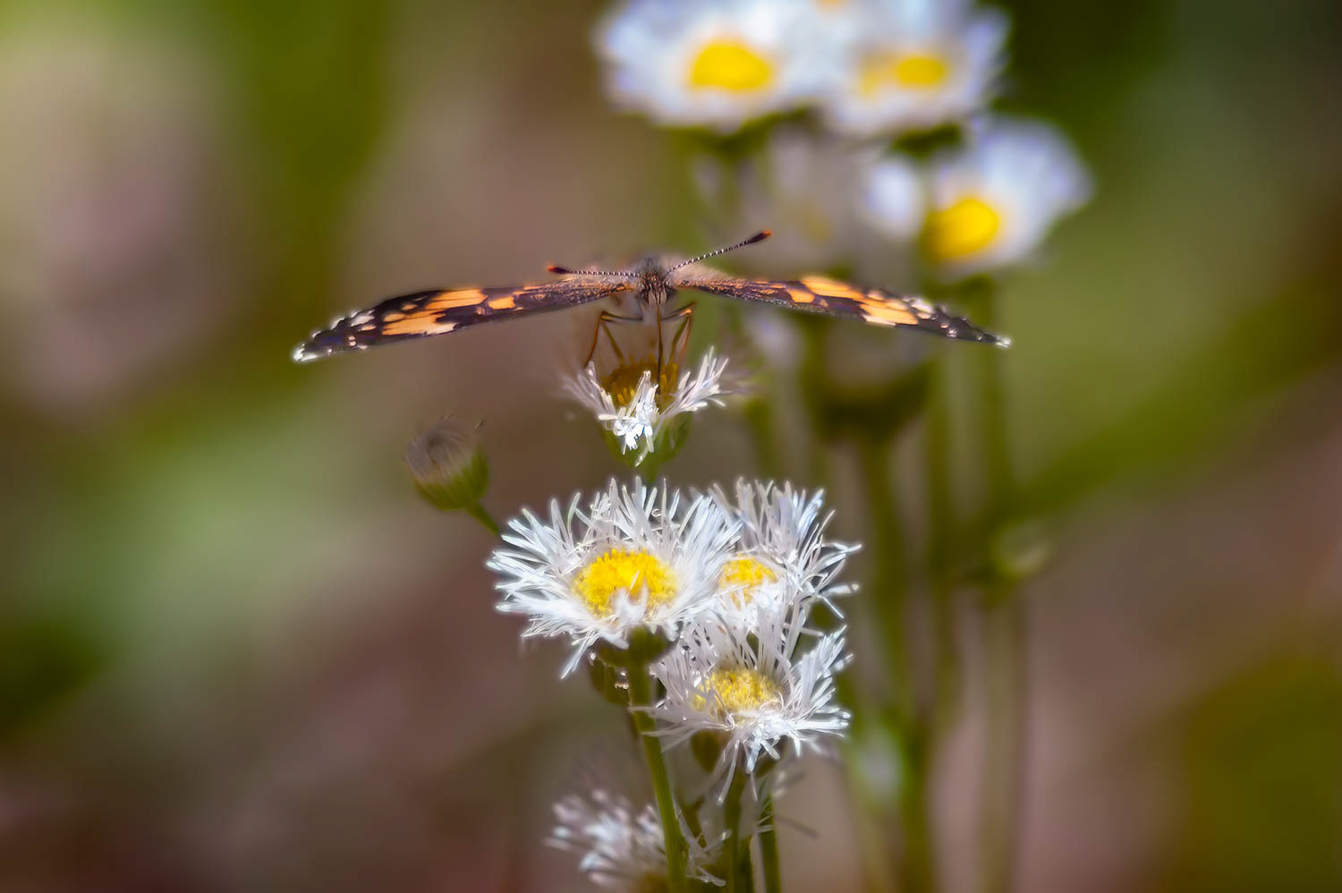 Bordered Patch (Chlosyne lacinia)