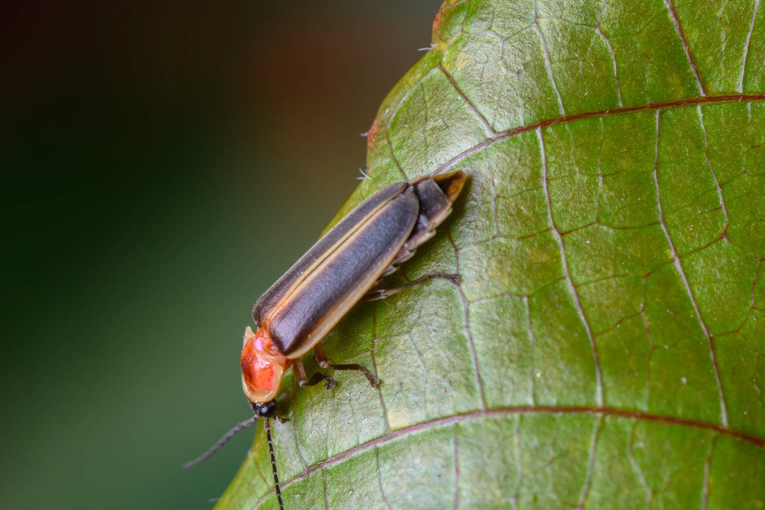 Big Dipper Firefly (Photinus pyralis)