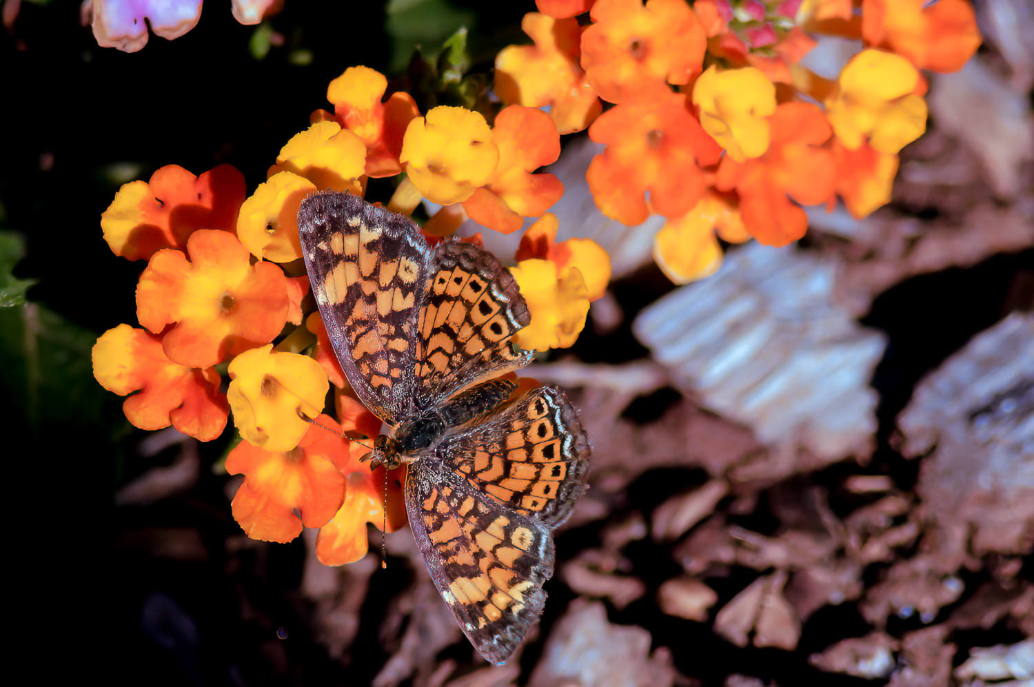 Gorgone Checkerspot (Chlosyne gorgone)
