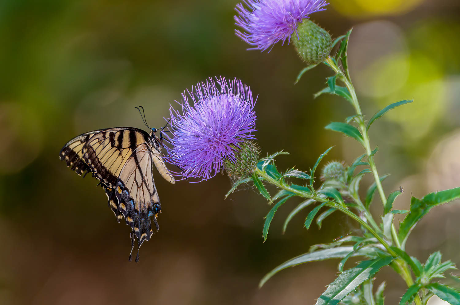 Eastern Tiger Swallowtail (Pterourus glaucus)
