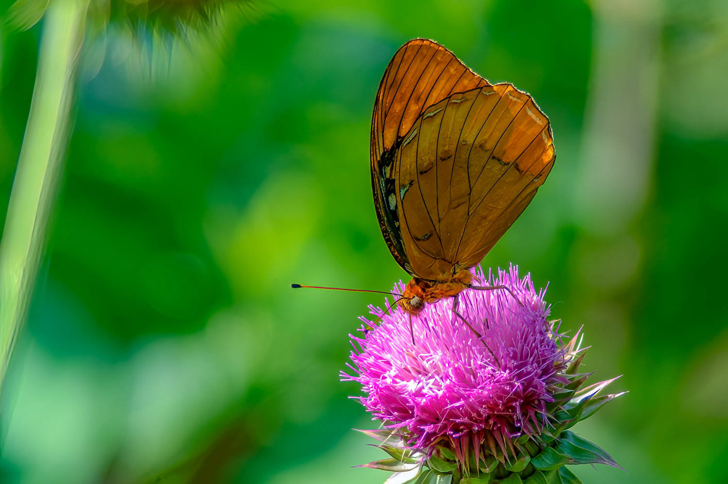 Diana Fritillary (Speyeria diana )