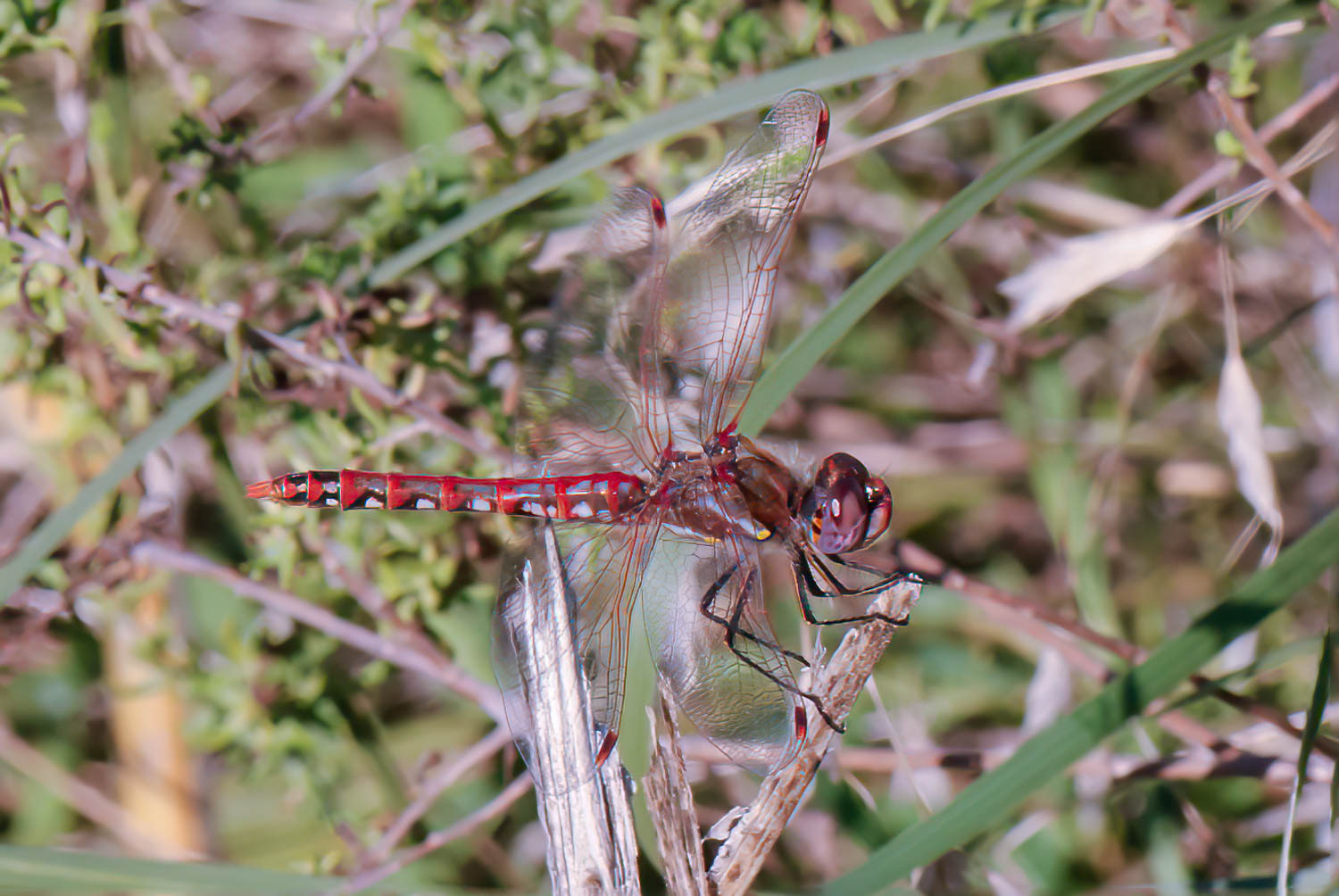 Variegated Meadowhawk (Sympetrum corruptum) Male