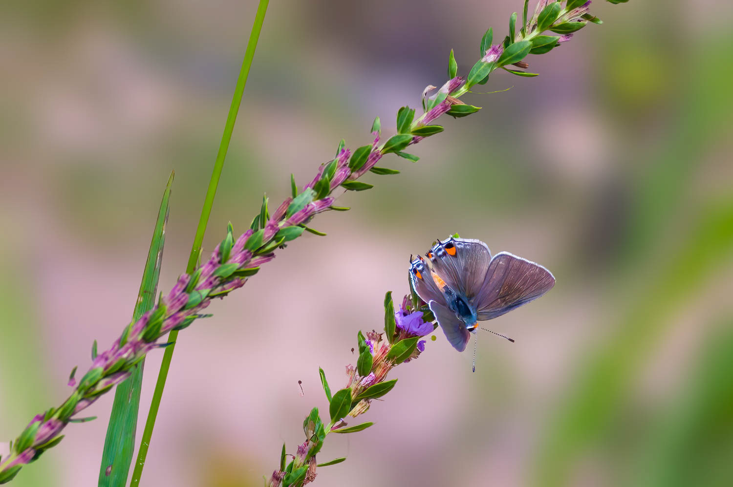 Gray Hairstreak (Strymon melinus)