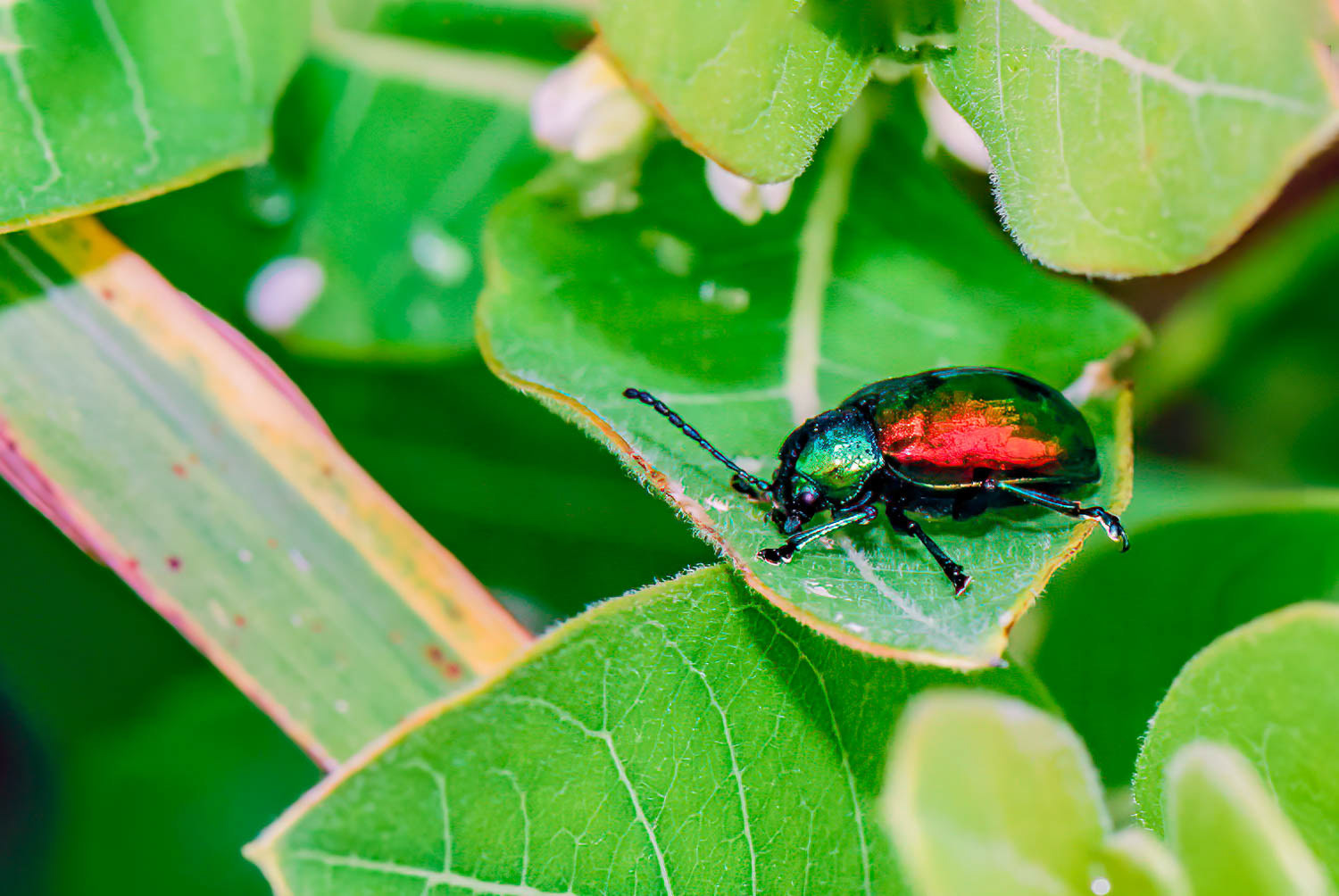 Dogbane Leaf Beetle (Crhysochus auratus
