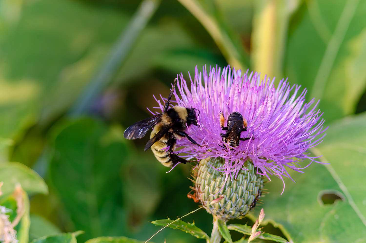 American Bumble Bee (Bombus pensylvanicus)