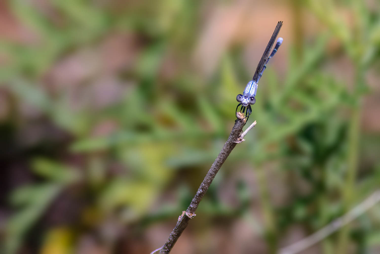 Powdered Dancer (Argia moesta) Male