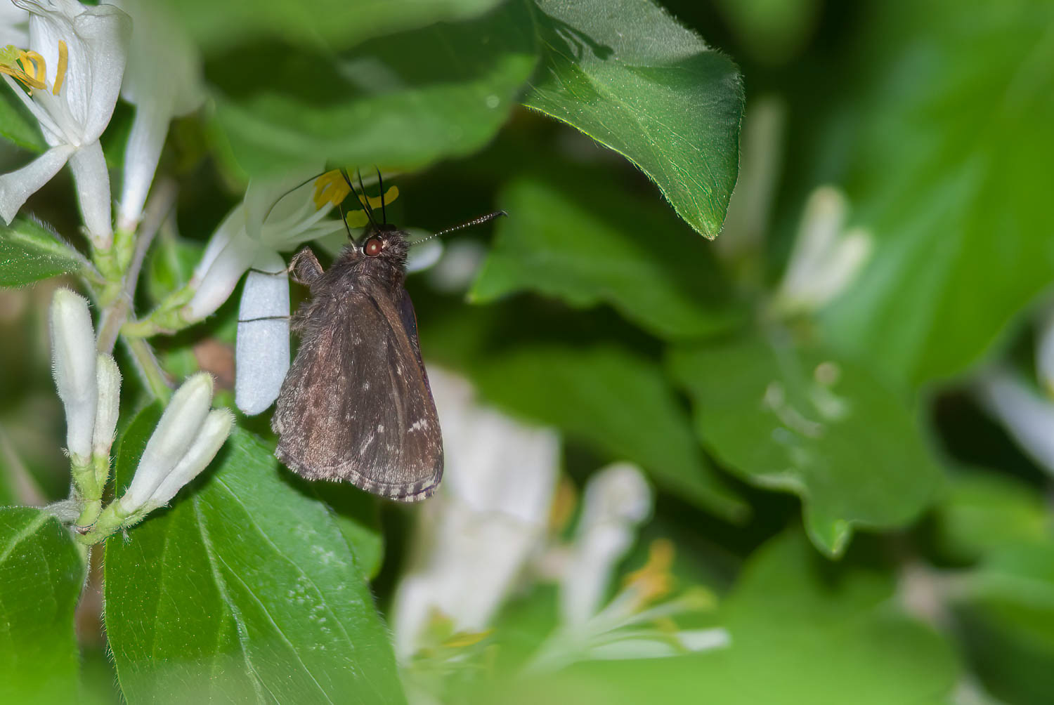 Common Roadside-Skipper Amblyscirtes vialis