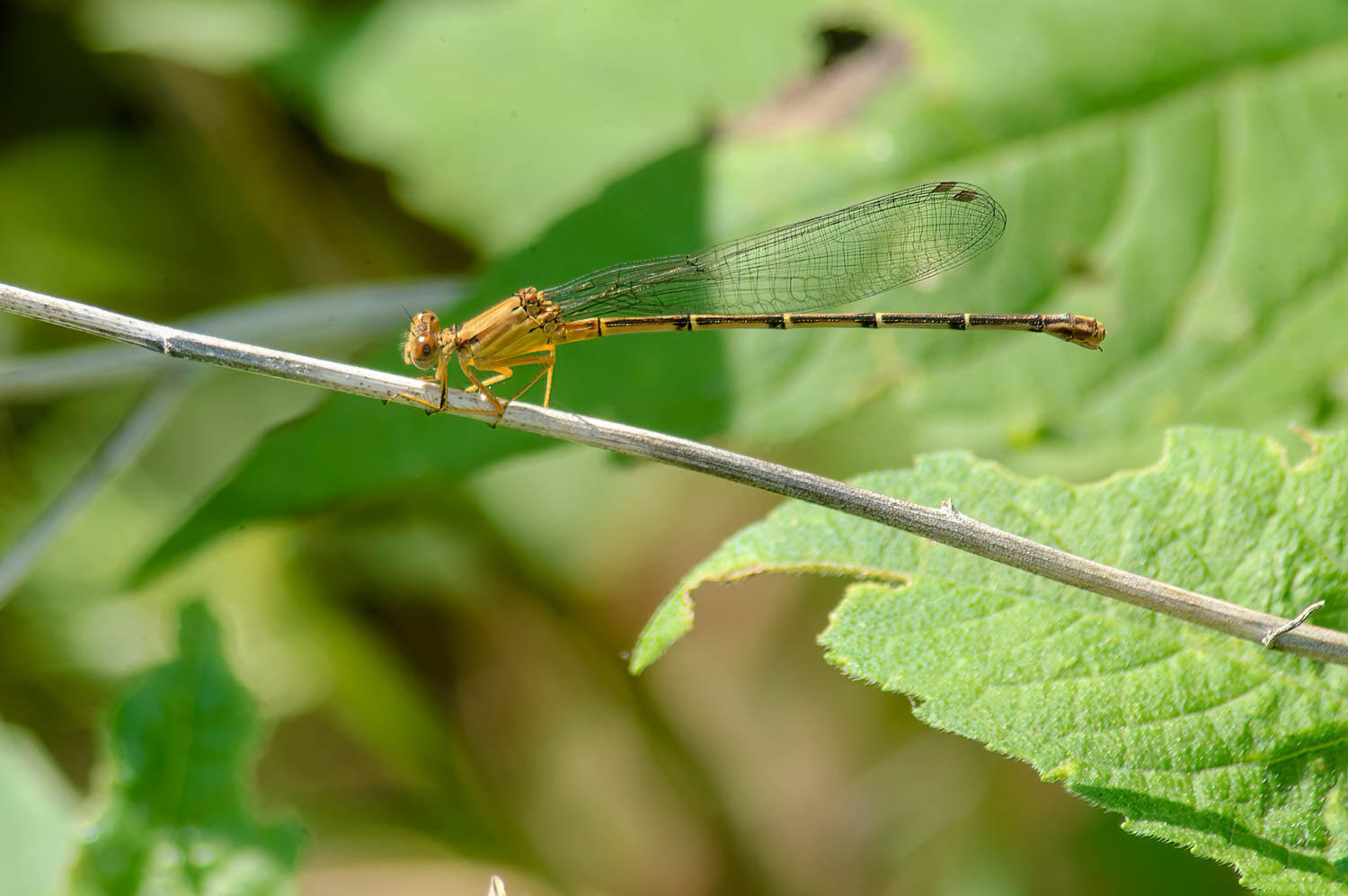 Blue-ringed Dancer (Argia sedula) Female