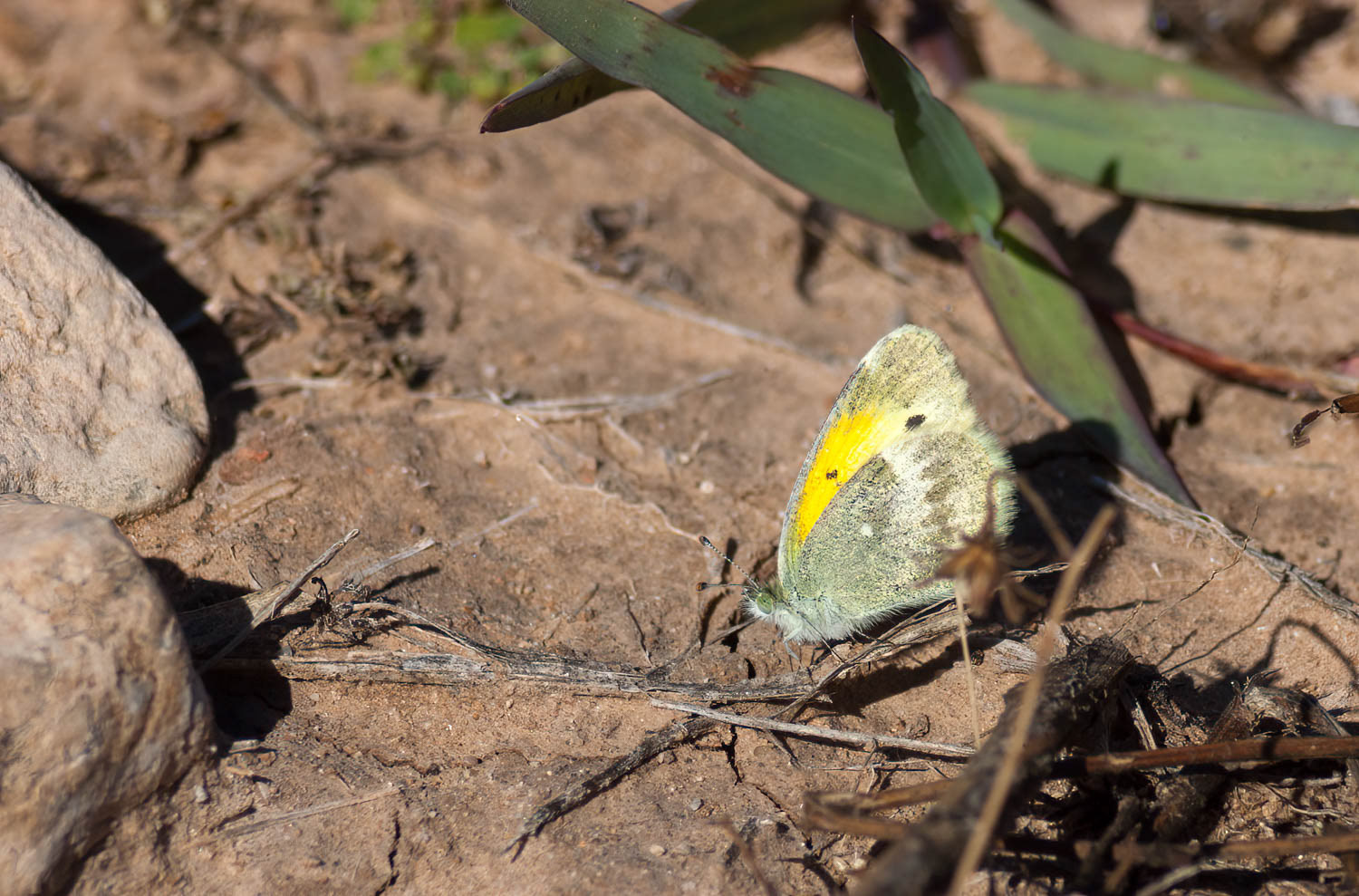 Dainty Sulphur Nathalis iole