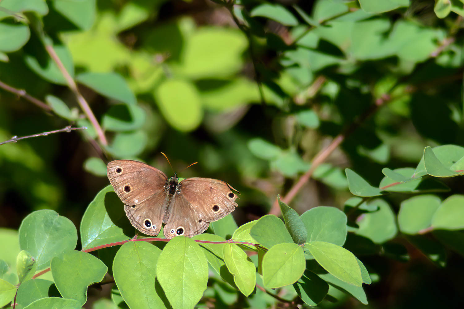 Little Wood Satyr (Megisto cymala)