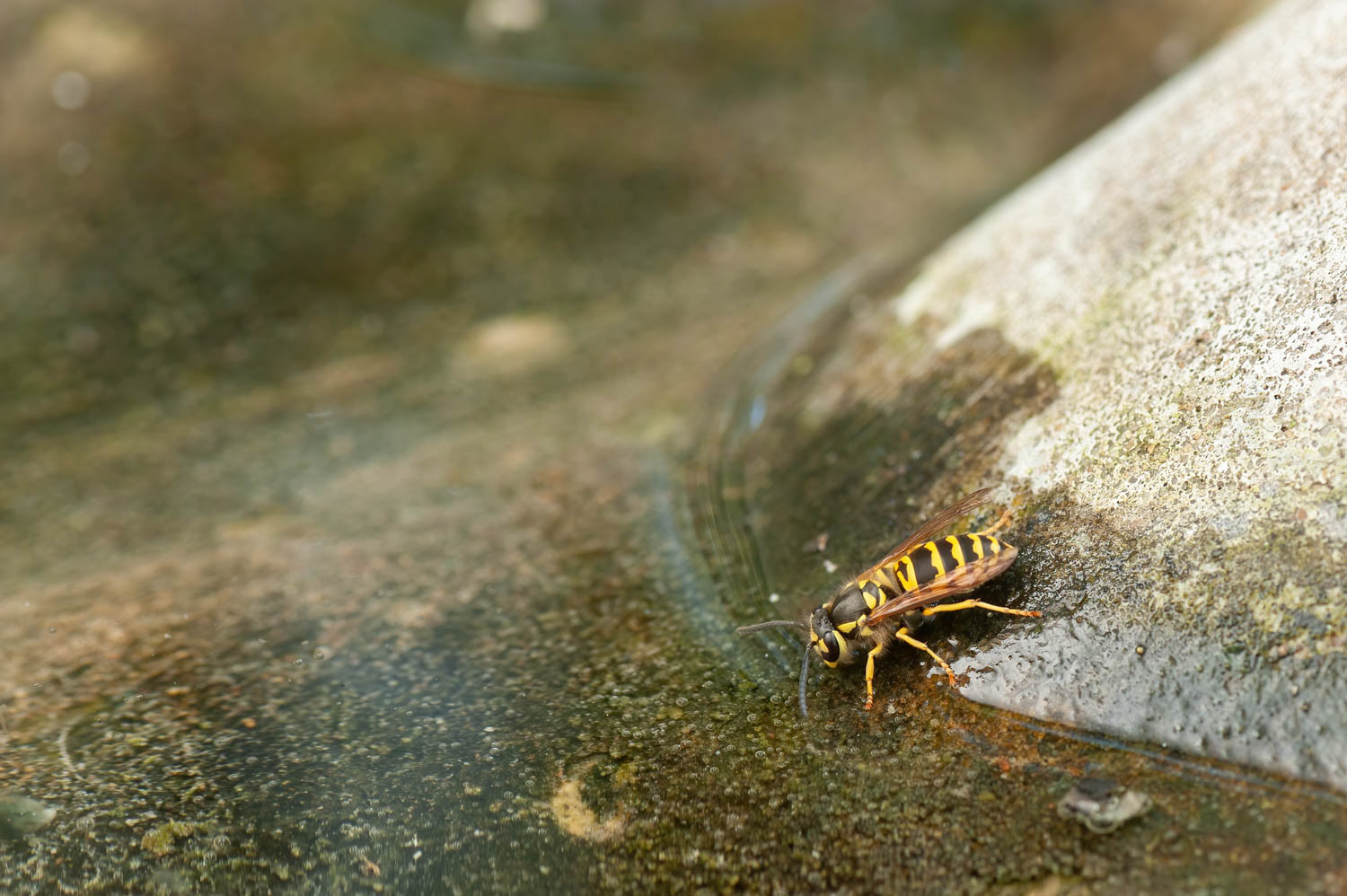 Eastern Yellowjacket (Vespula maculifrons)