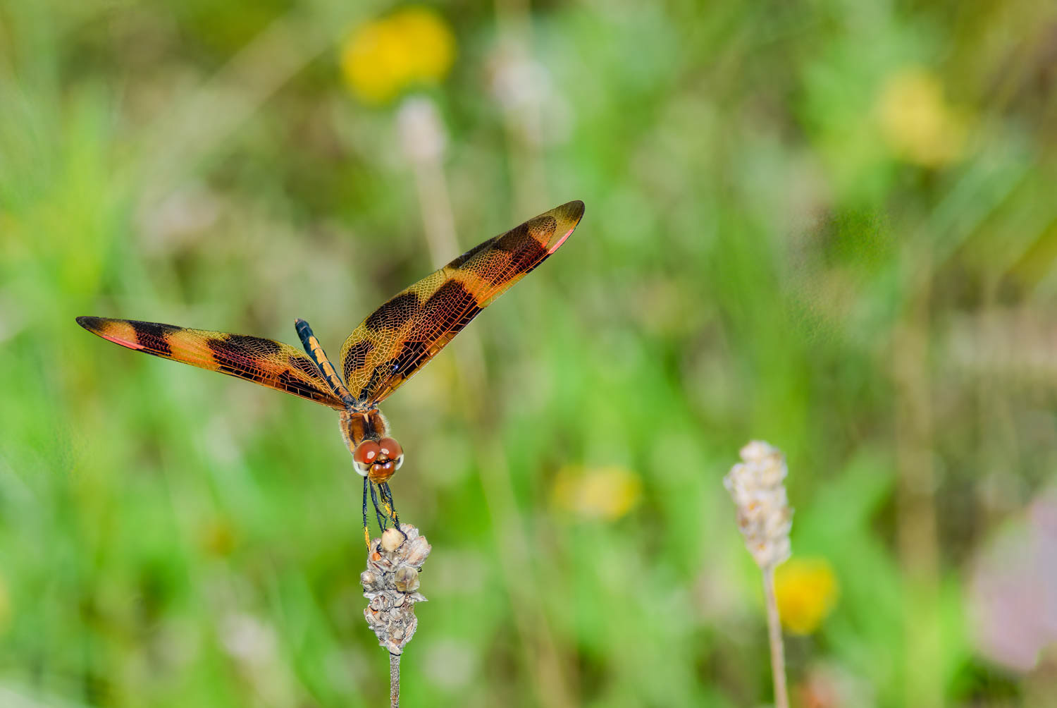 Halloween Pennant (Celithemis eponina)