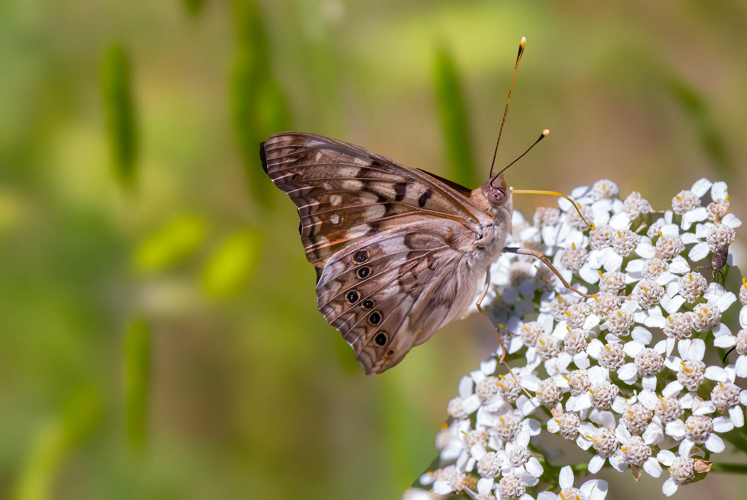 Tawny Emperor (Asterocampa clyton)