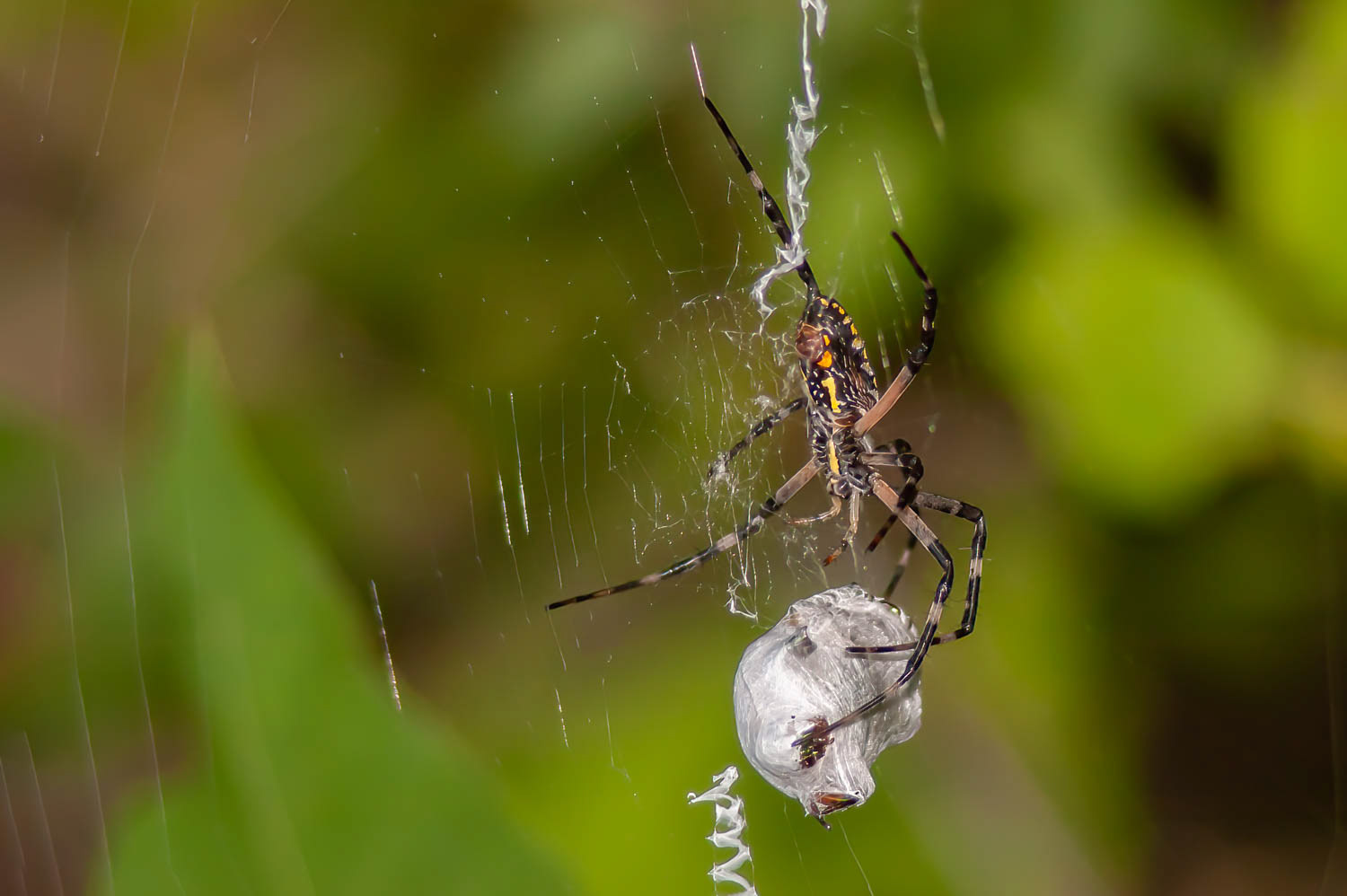Banded Garden Spider (Argiope trifasciata)