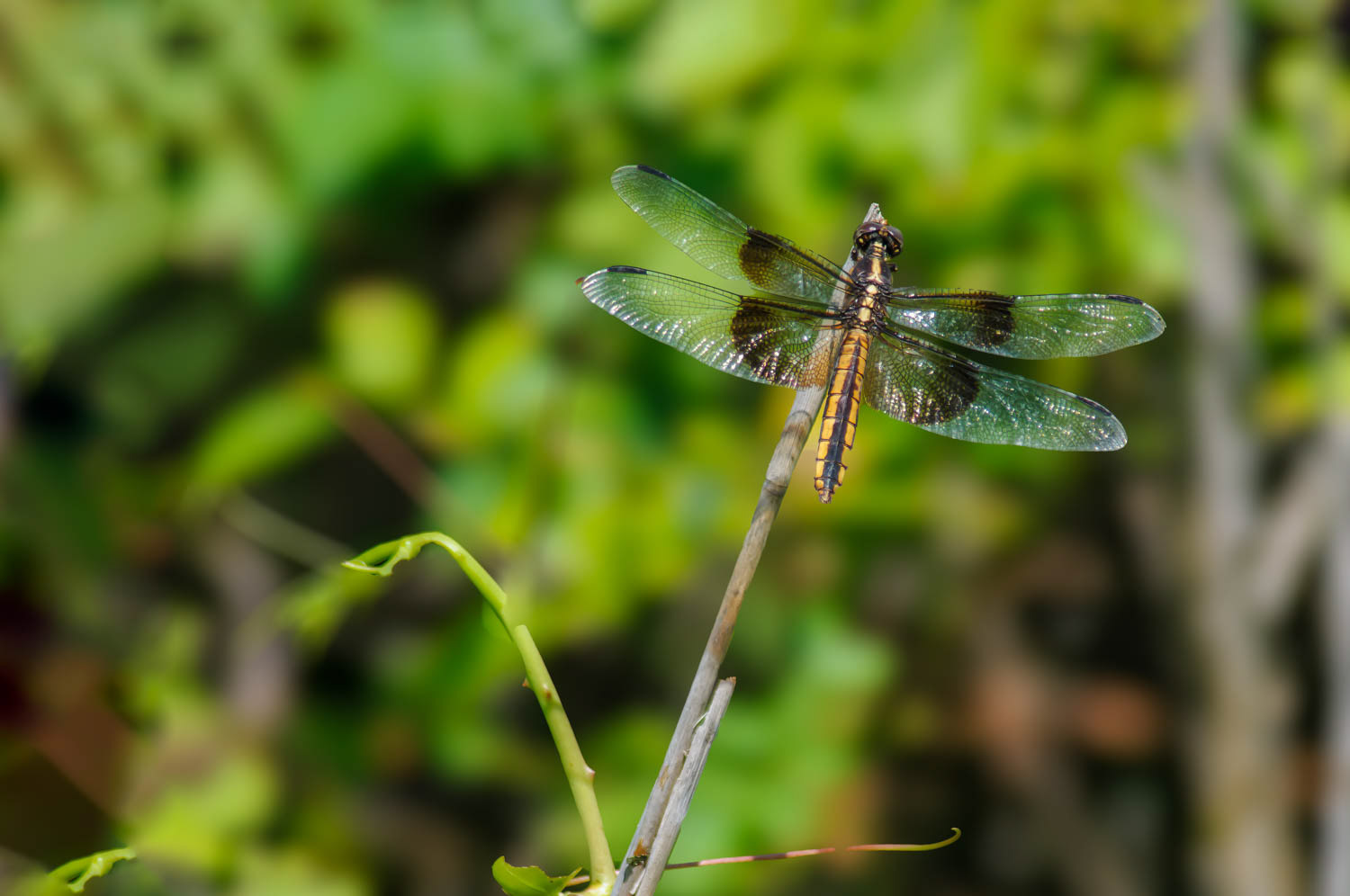 Widow Skimmer (Libellula luctuosa) Female