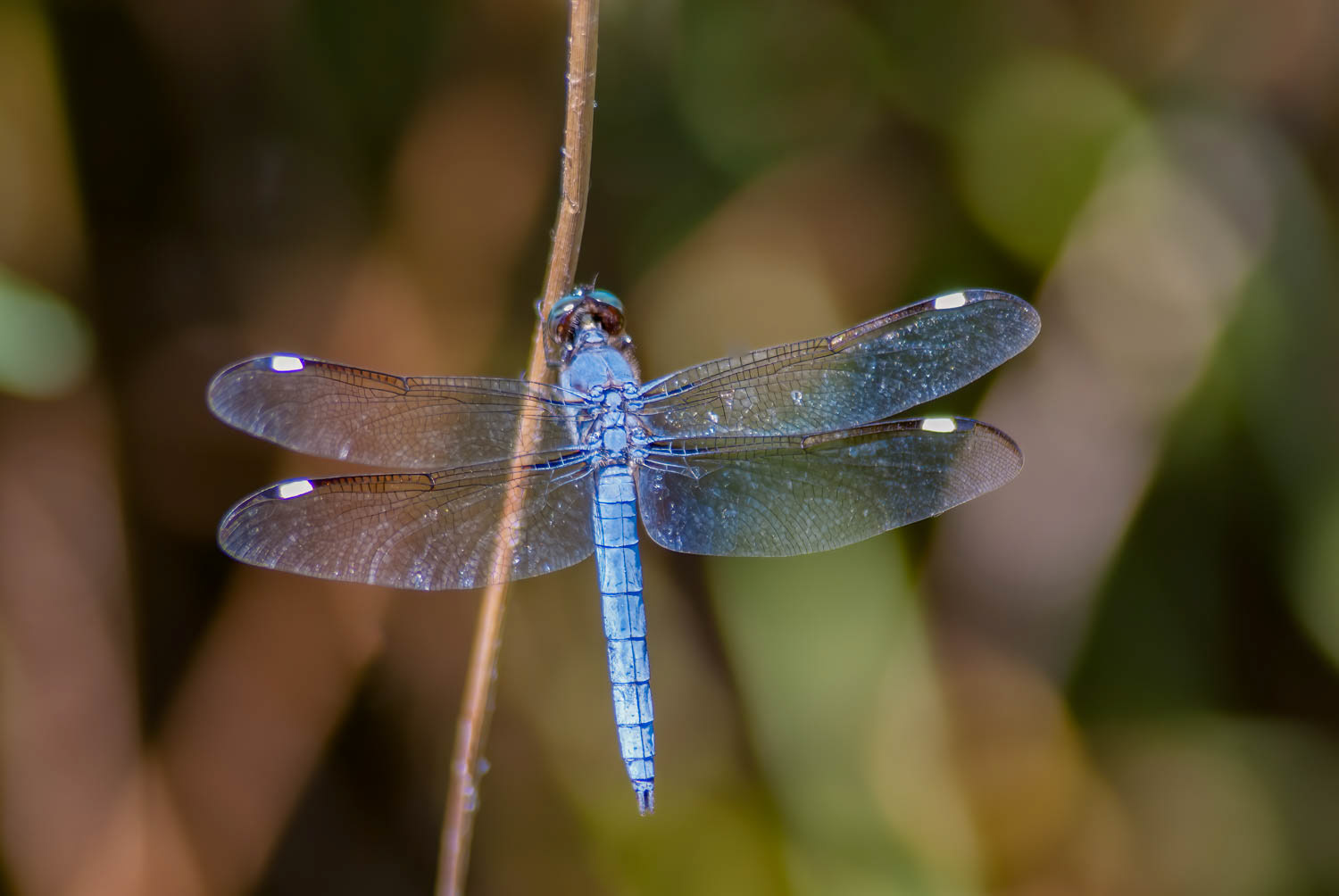 Comanche Skimmer (Libellula comanche) Male