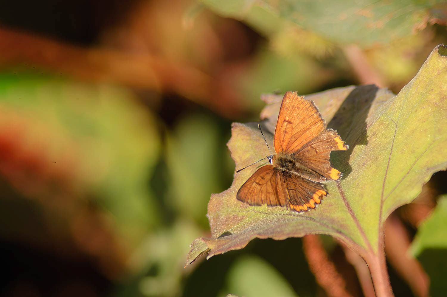 Bronze Copper (Lycaena hyllus)