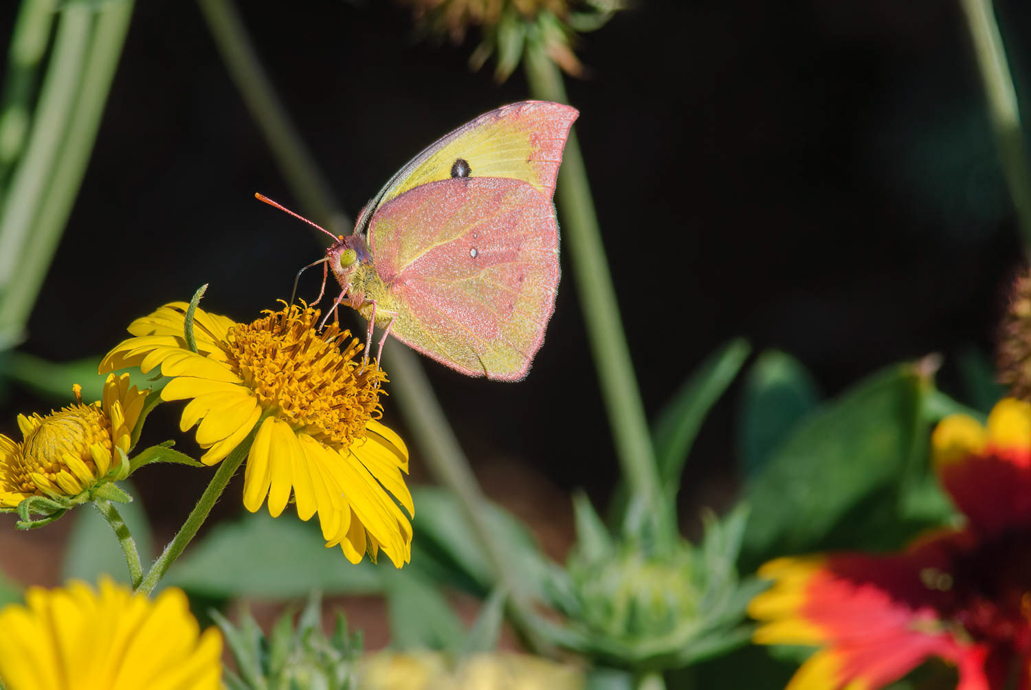 Southern Dogface (Zerene cesonia)