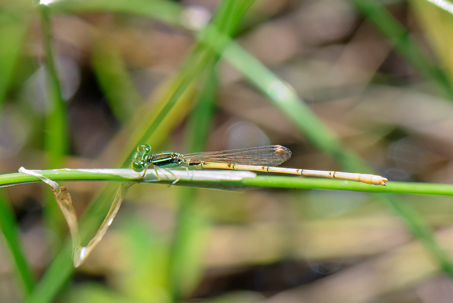 Citrine Forktail (Ischnura hastata