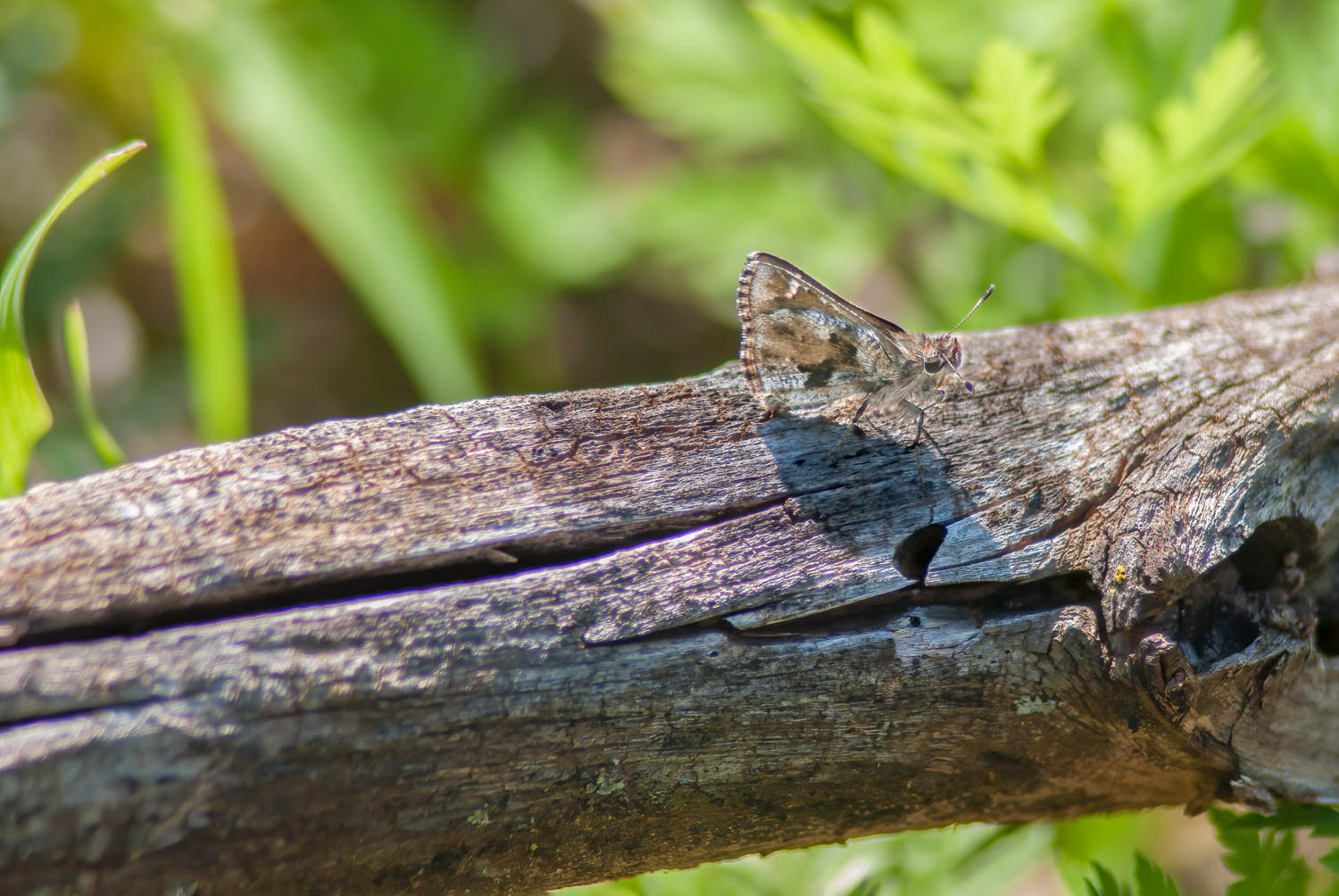 Nysa Roadside Skipper (Amblyscirtes nysa)
