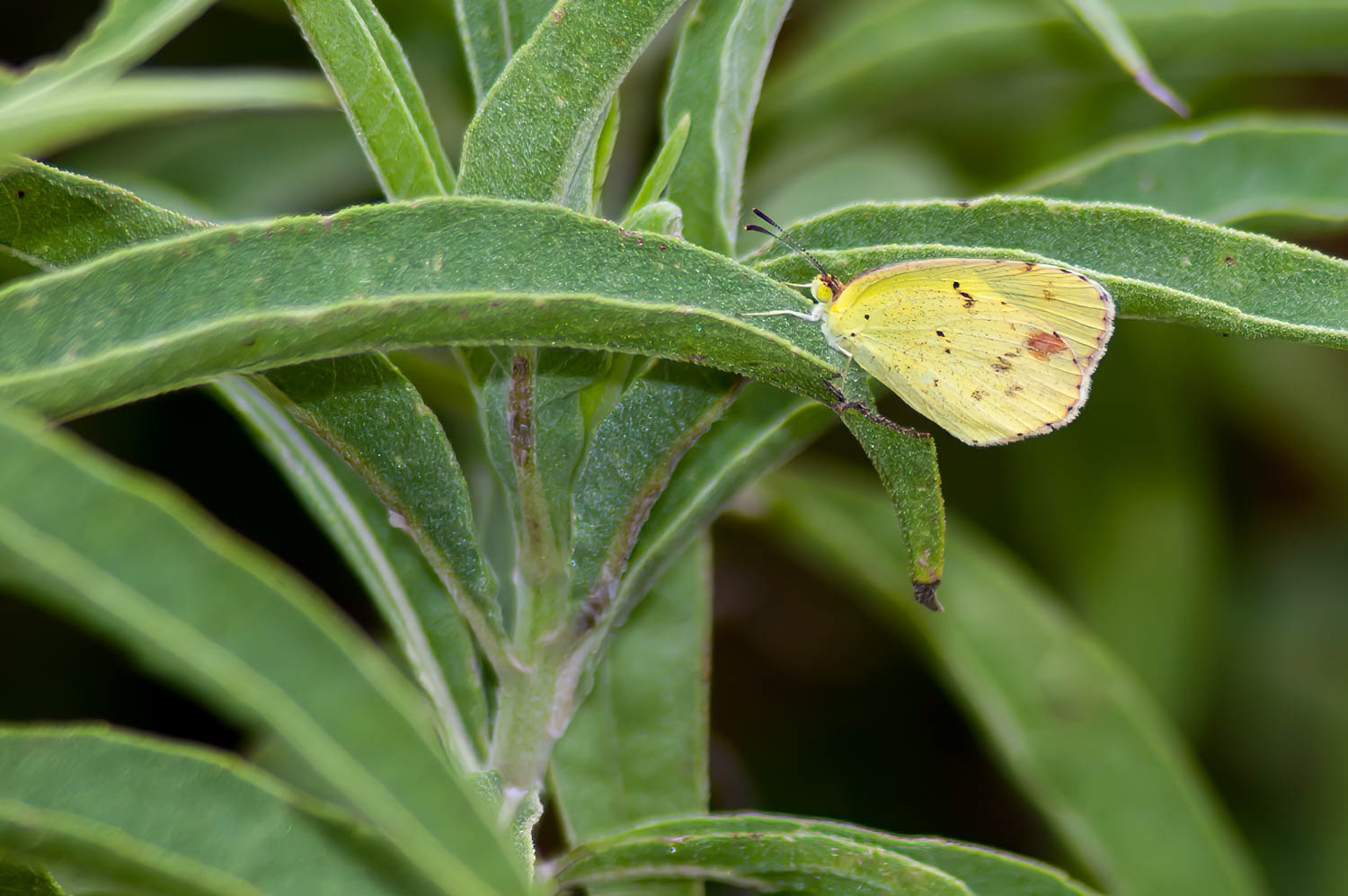 Little Yellow (Pyrisitia lisa)