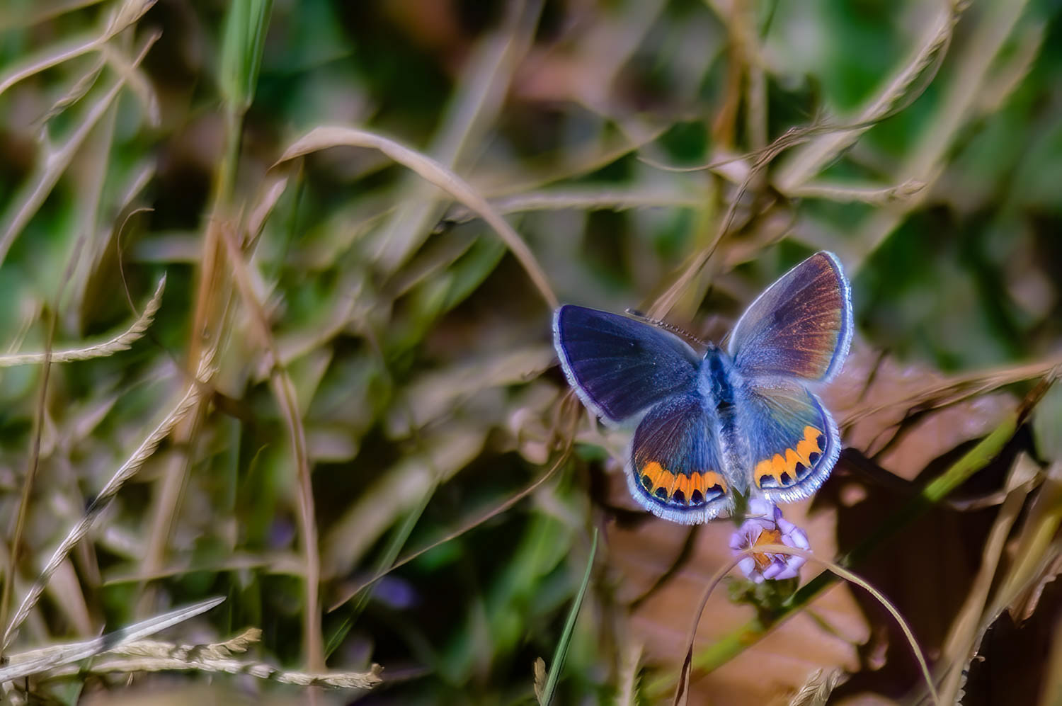 Lupine Blue (Aricia lupini)