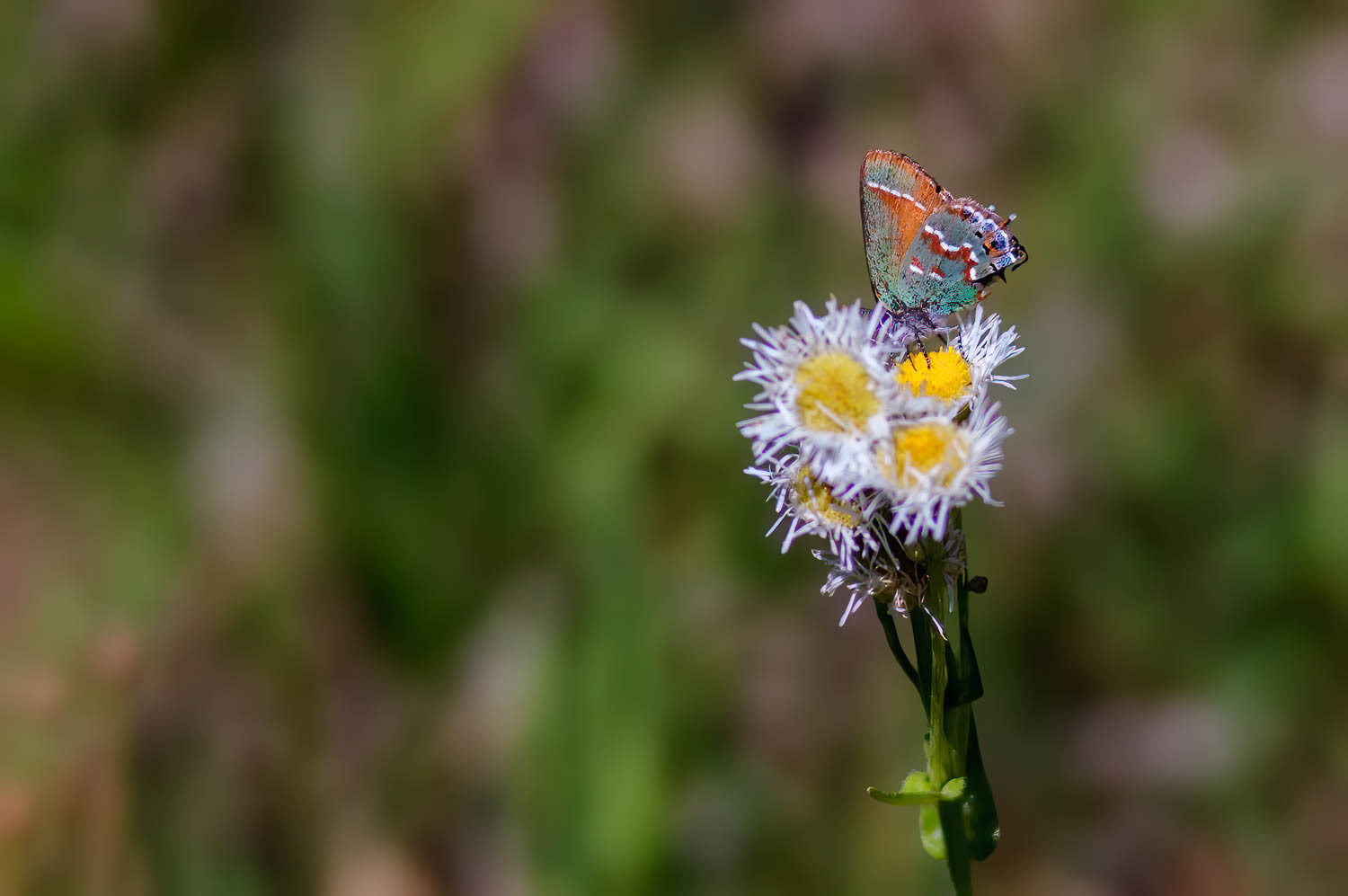 Juniper Hairstreak (Callophrys gryneus)
