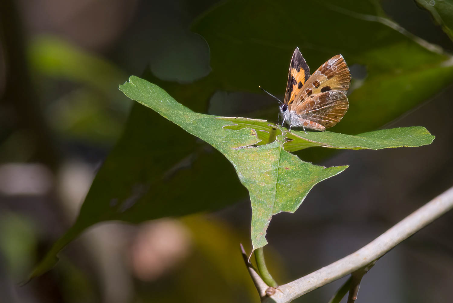 Harvester (Feniseca tarquinius )