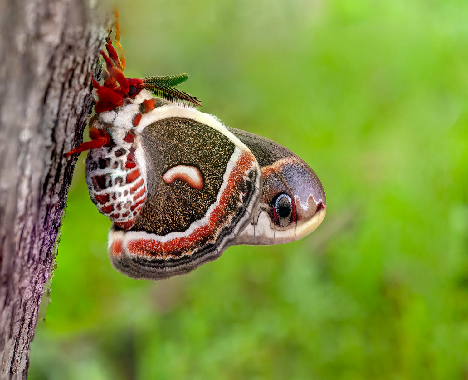 Cecropia Moth (Hyalophora cecropia)