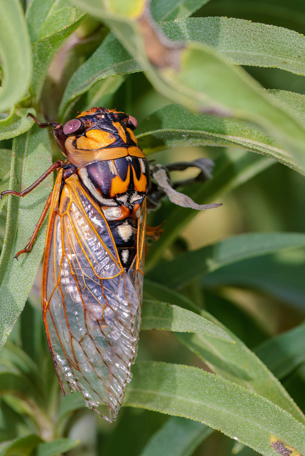 Cicada (Tibicen Dorsata)