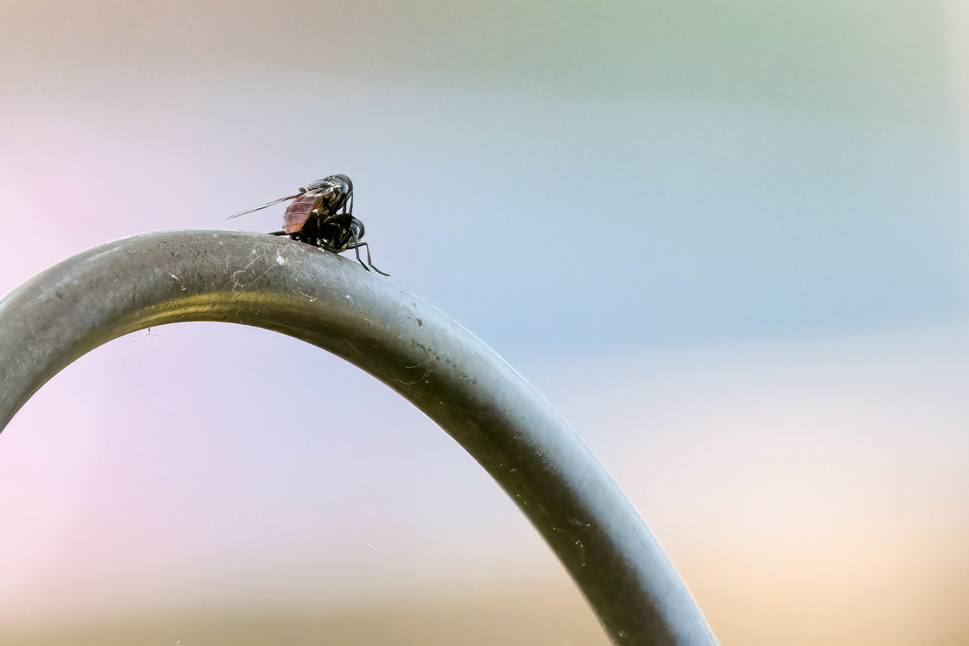 Horse Fly