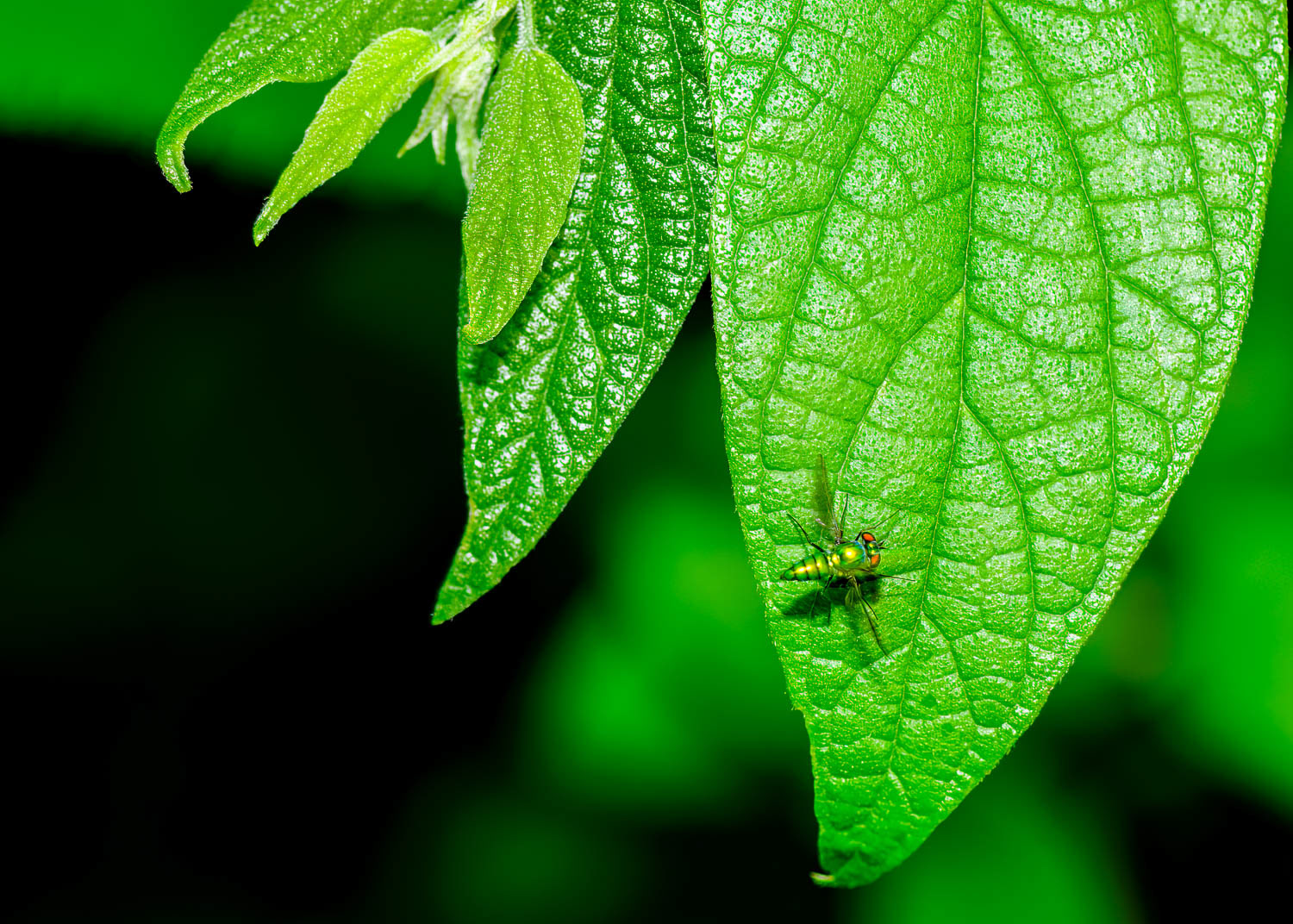 Long Legged Flies