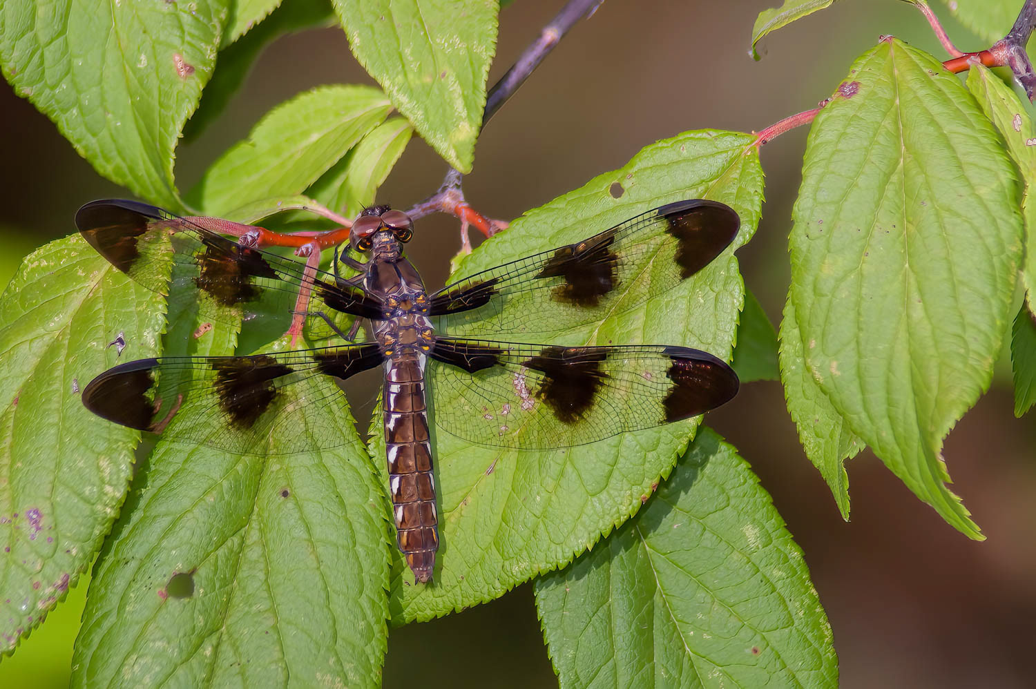 Common Whitetail (Libellula Lydia) Female