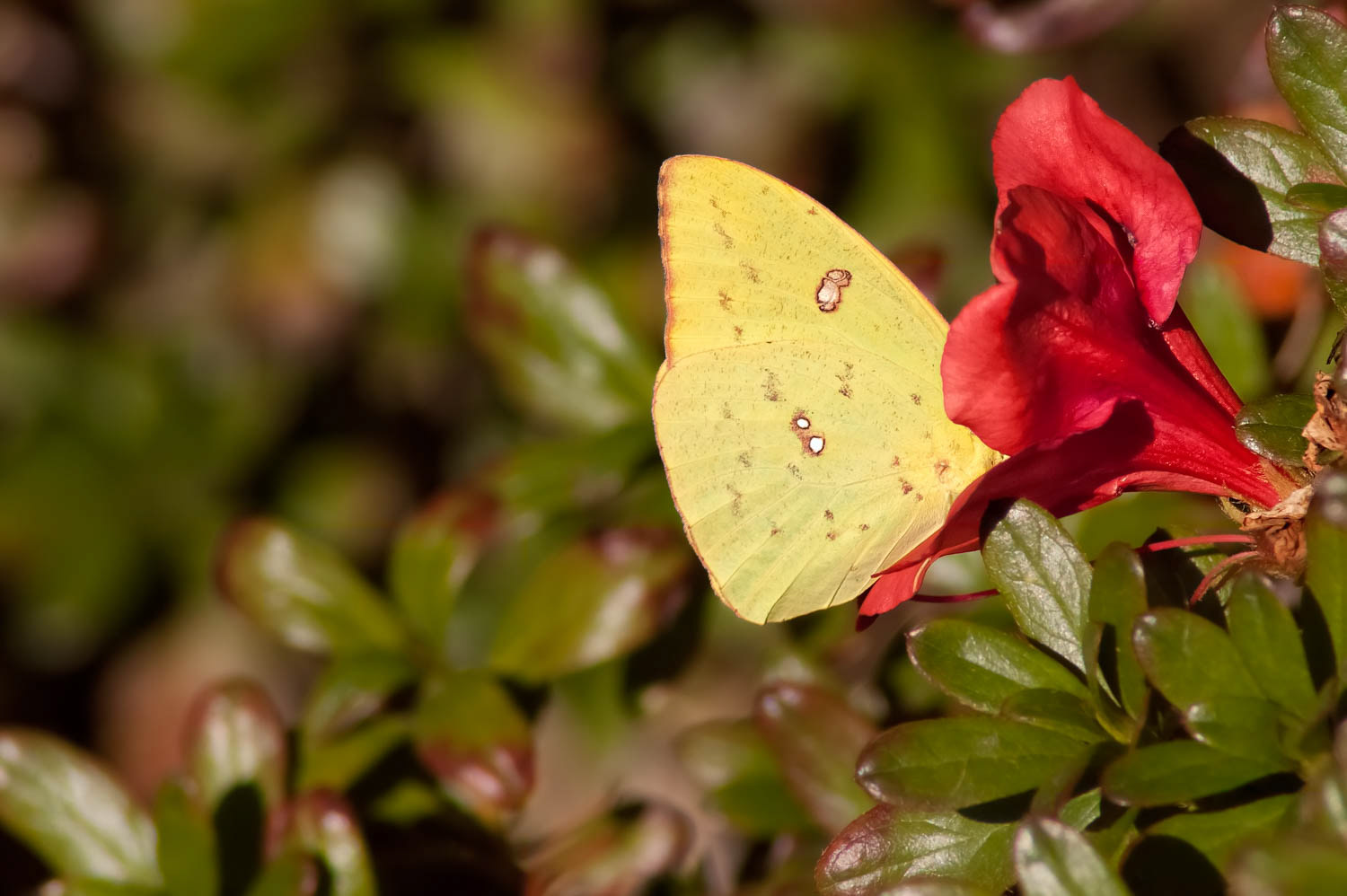 Cloudless Sulphur (Phoebis sennae)