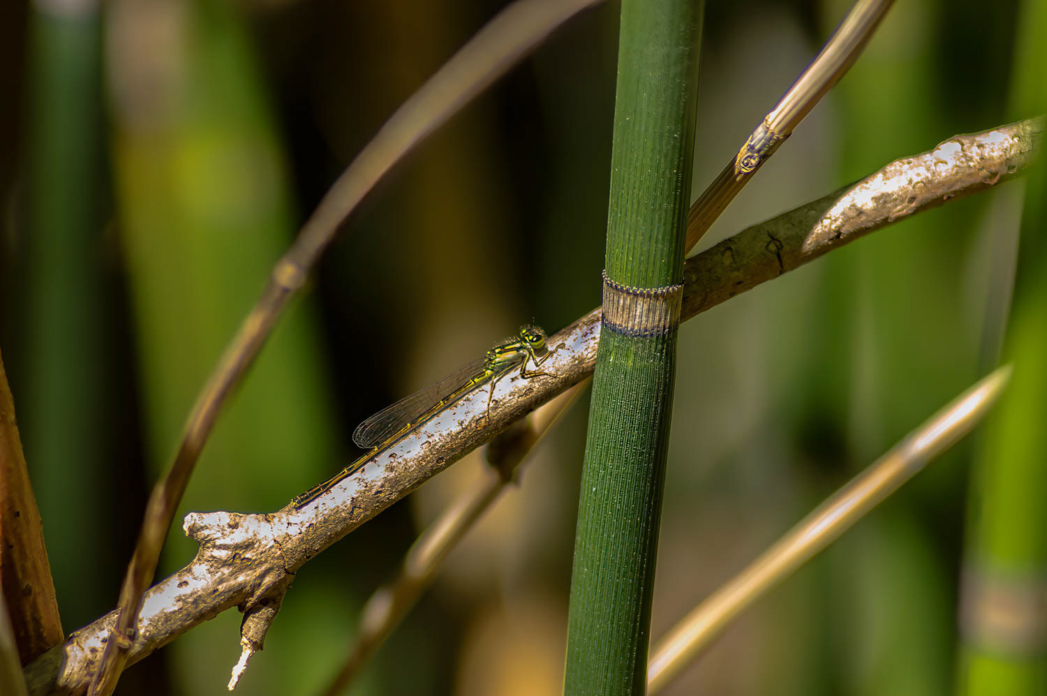 Citrine Forktail (Ischnura hastata