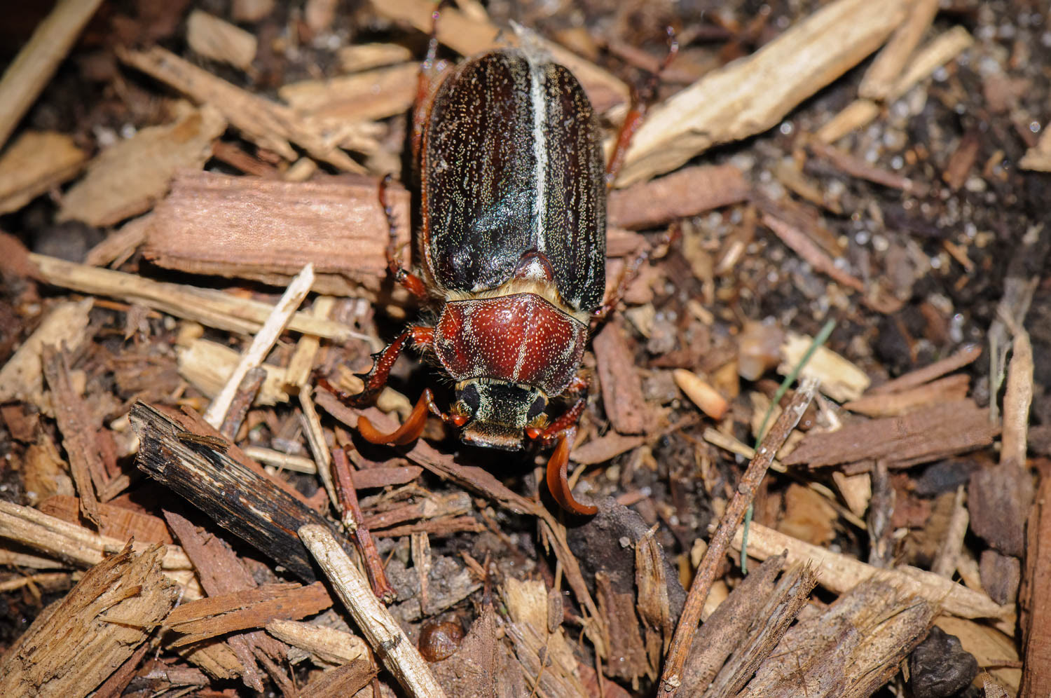 Hammond's Lined June Beetle (Polyphylla hammondi)