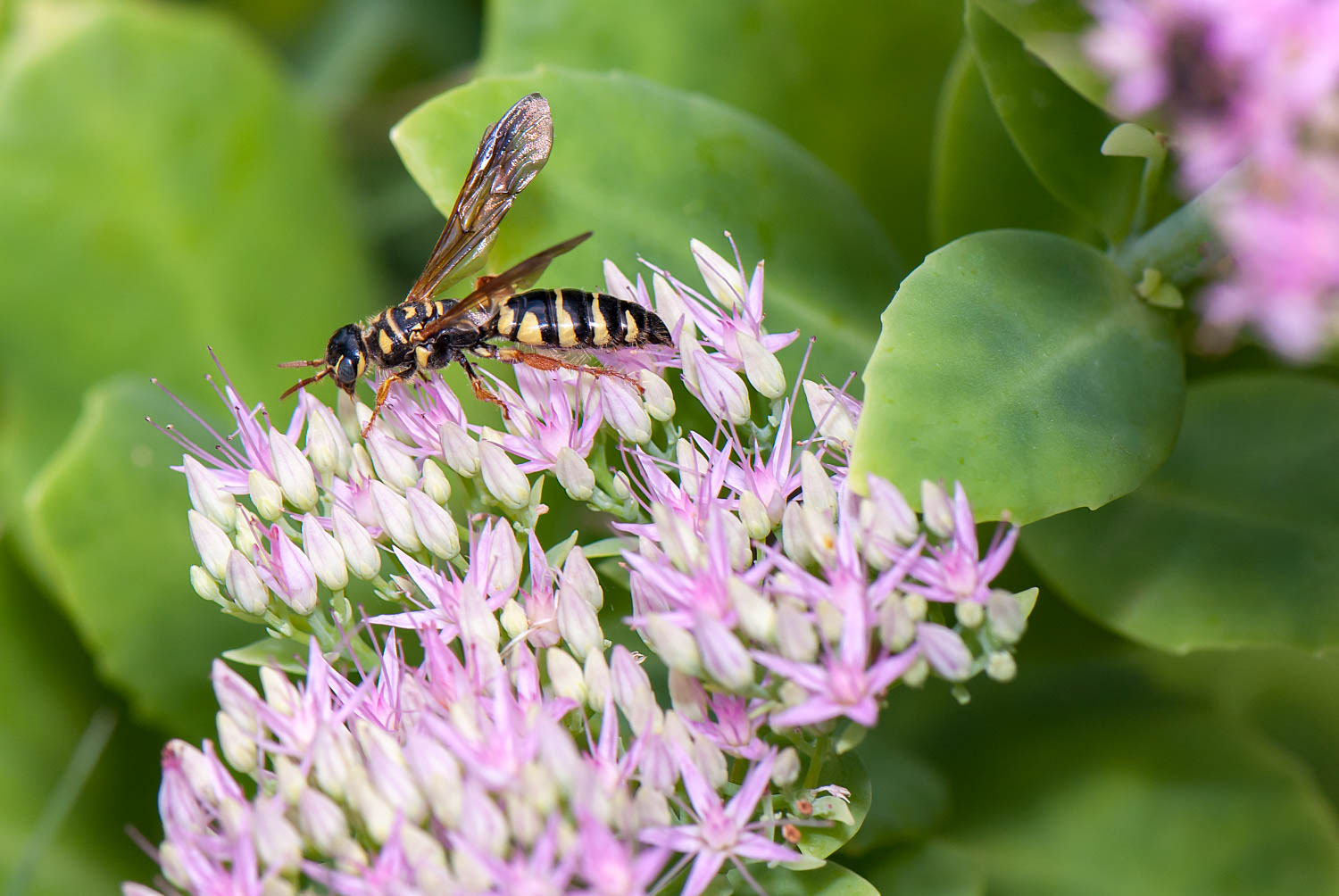 Sand Wasp