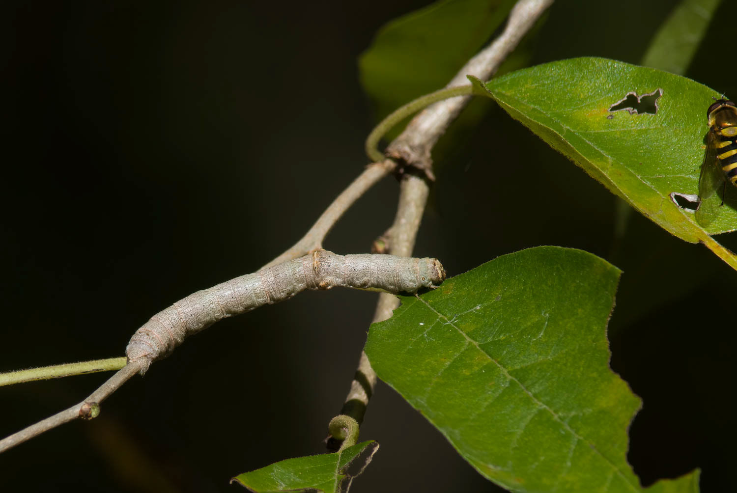Purplish-brown looper (Eutrapela clemataria)