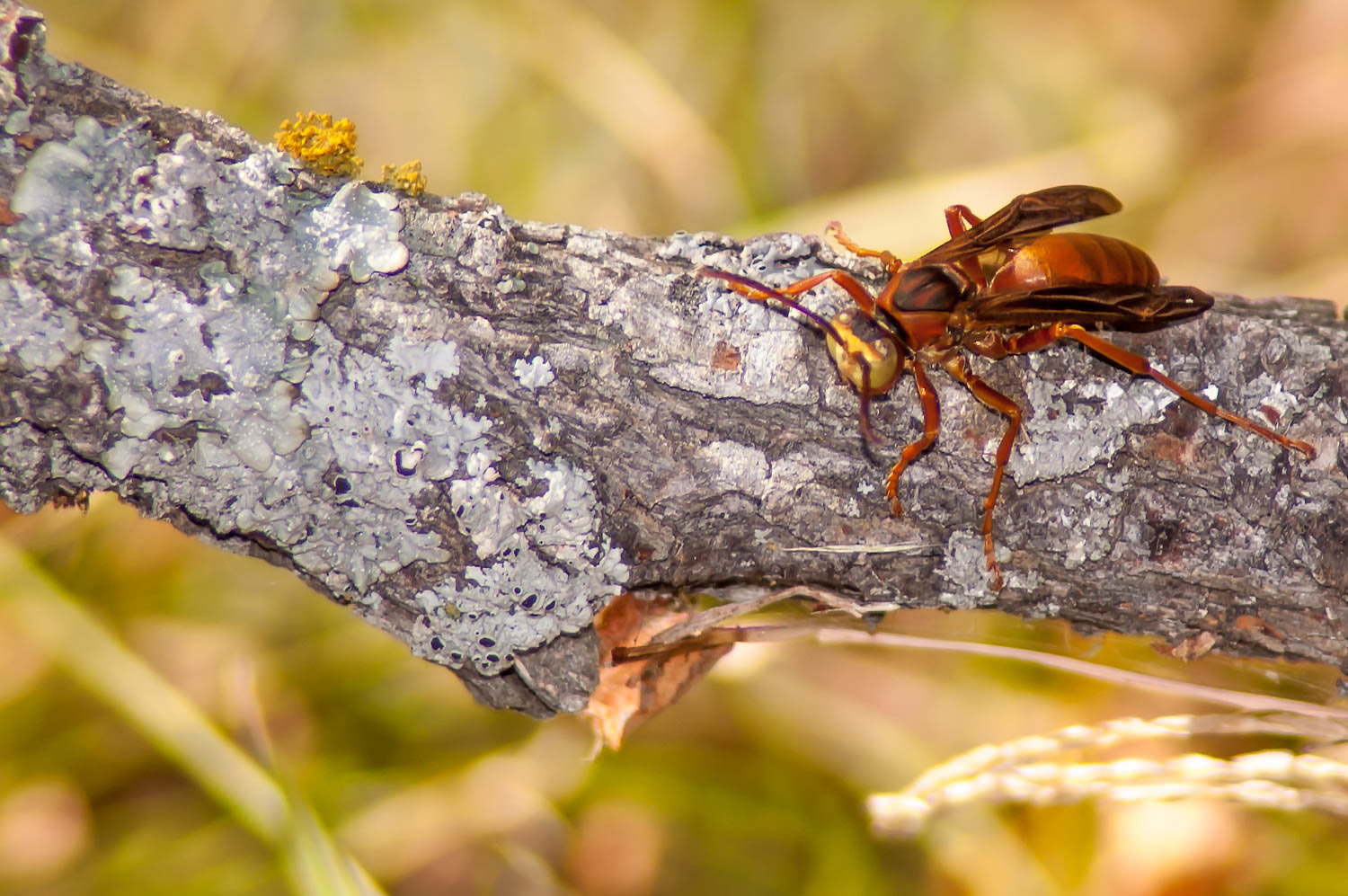 Red Wasp (Polistes rubiginosus