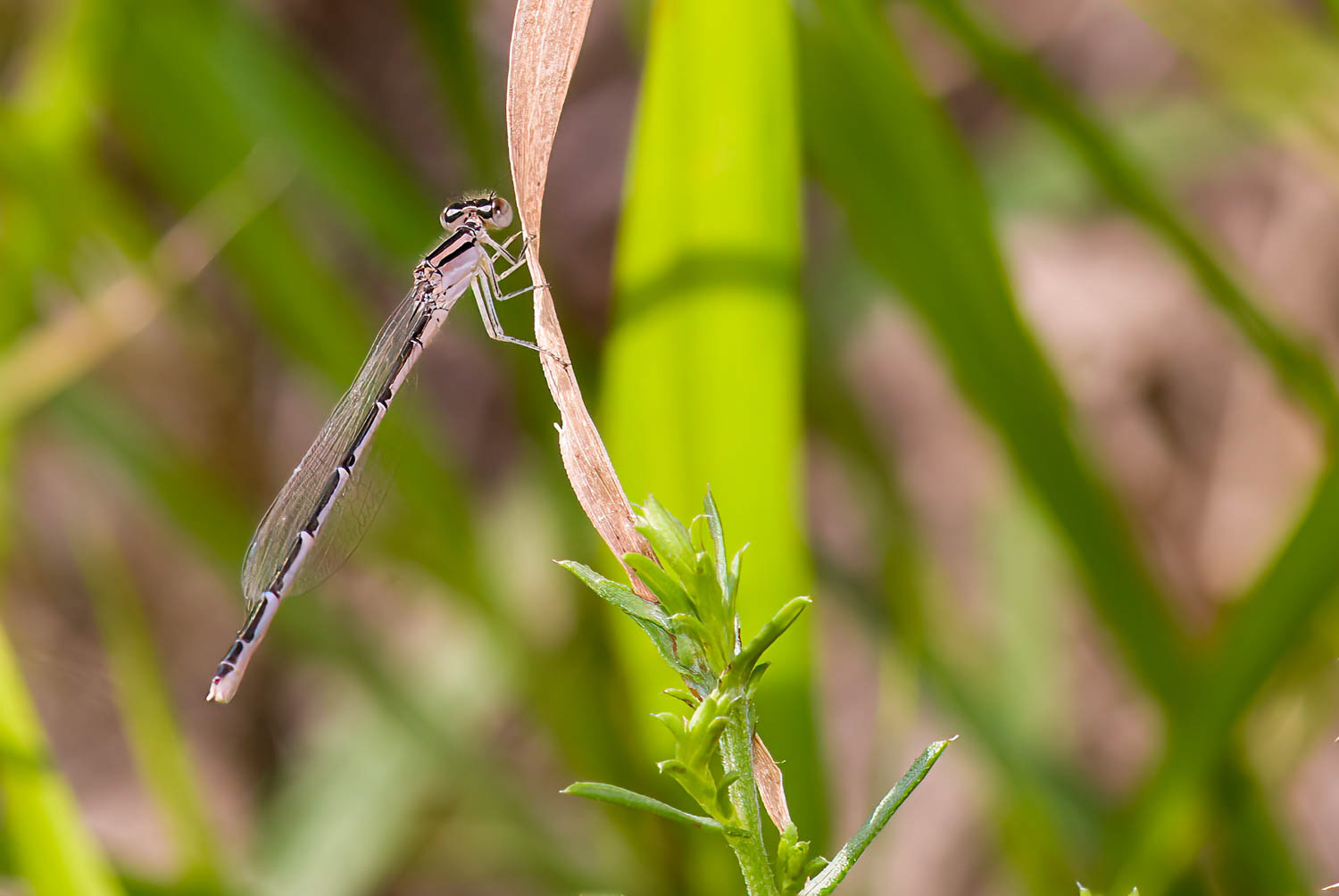 Familiar Bluet (Enallagma civile) Female