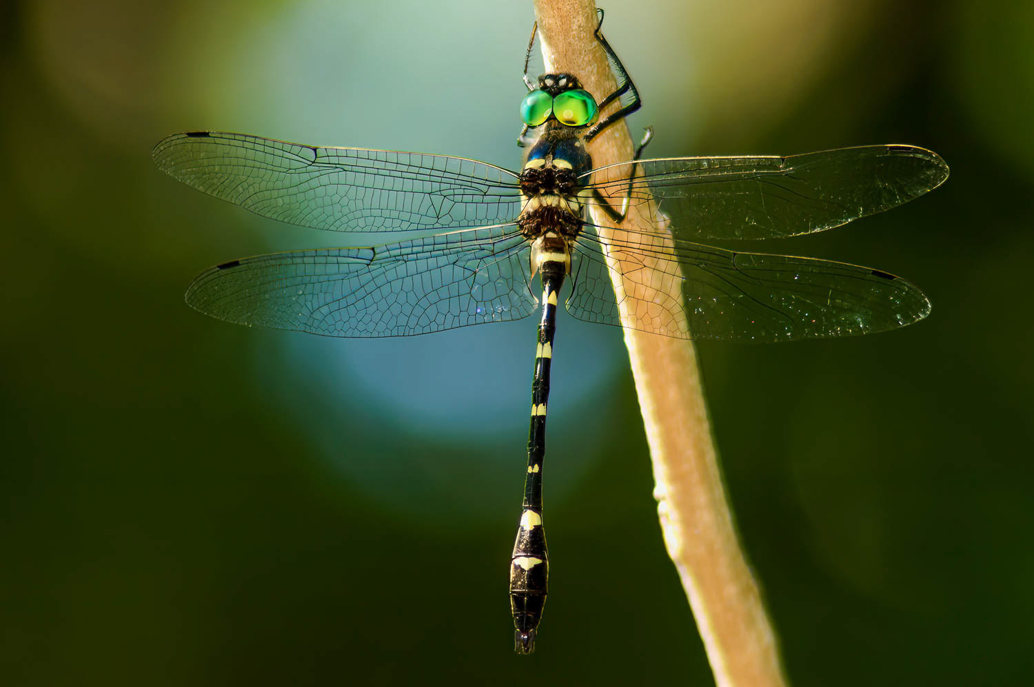Swift River Cruiser (Macromia illinoiensis)