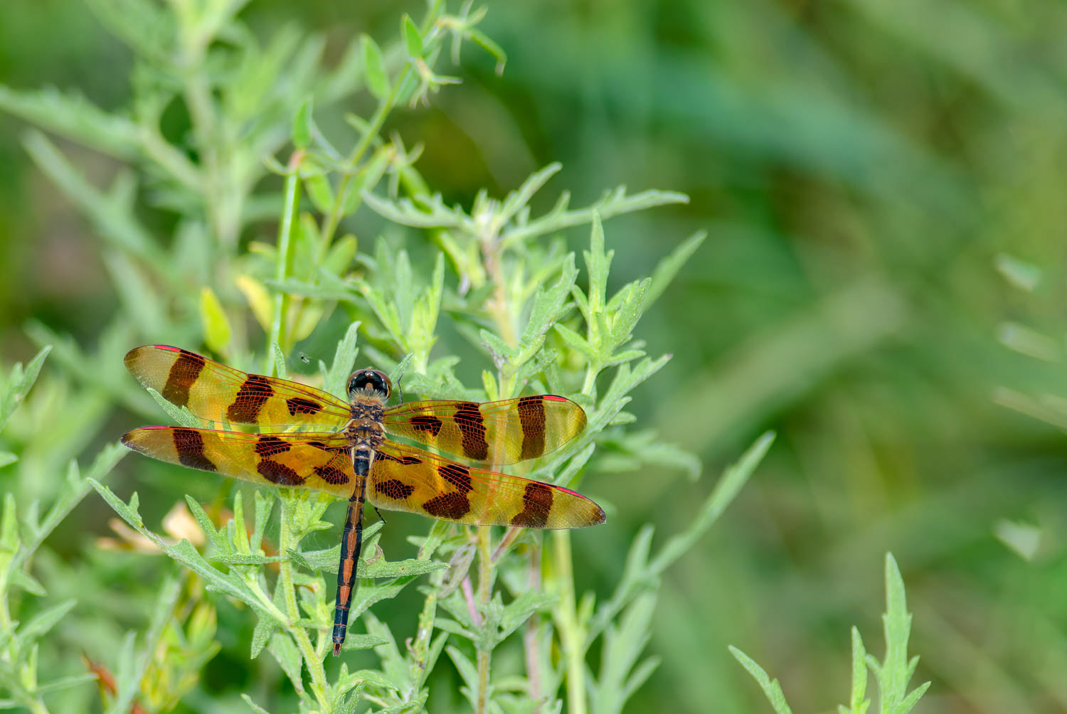 Halloween Pennant (Celithemis eponina)